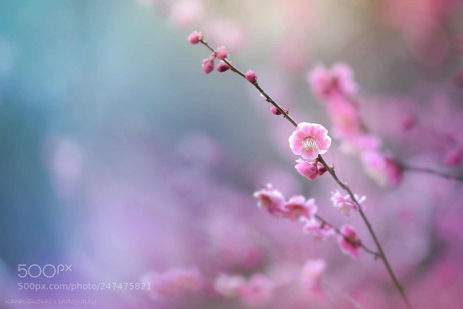 Nikon D810 sample photo. Fantasy photography