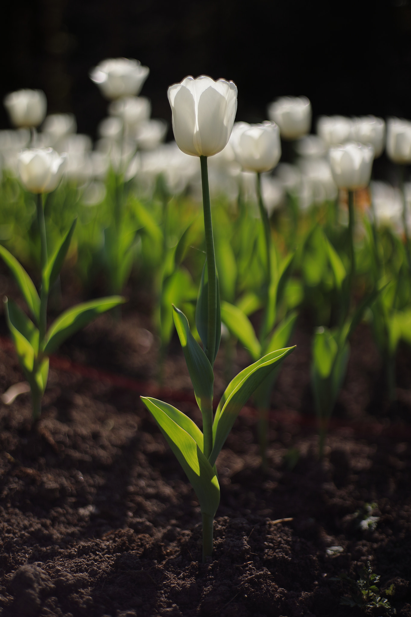 Canon 50mm sample photo. White tulip photography