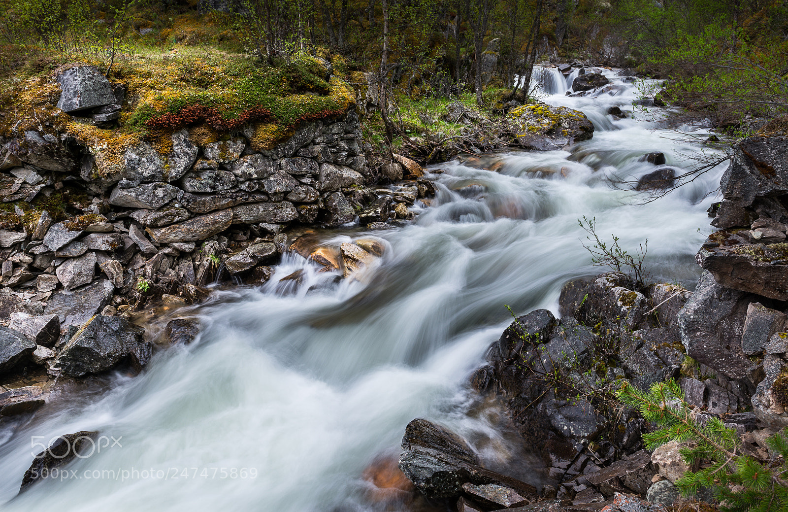 Nikon D610 sample photo. Forest stream photography