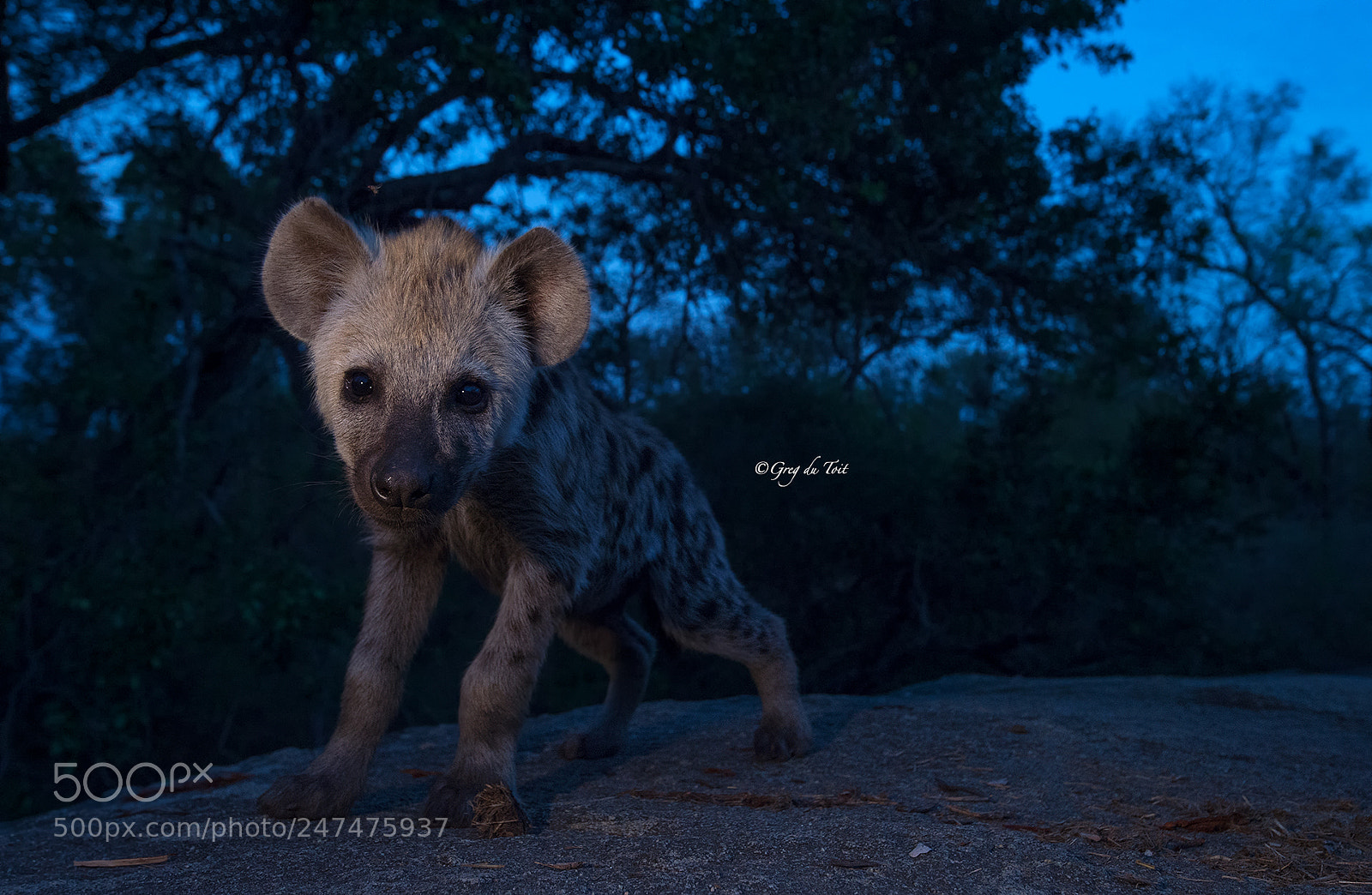 Nikon D4S sample photo. Hyena cub close up photography