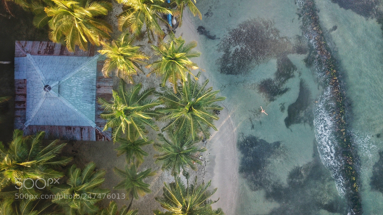 DJI FC220 sample photo. Light through the palms photography
