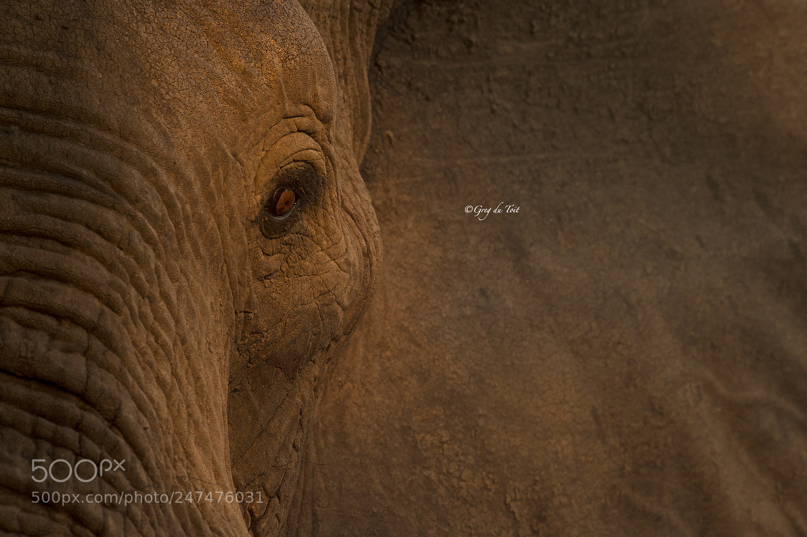 Nikon D4S sample photo. Elephant portrait photography