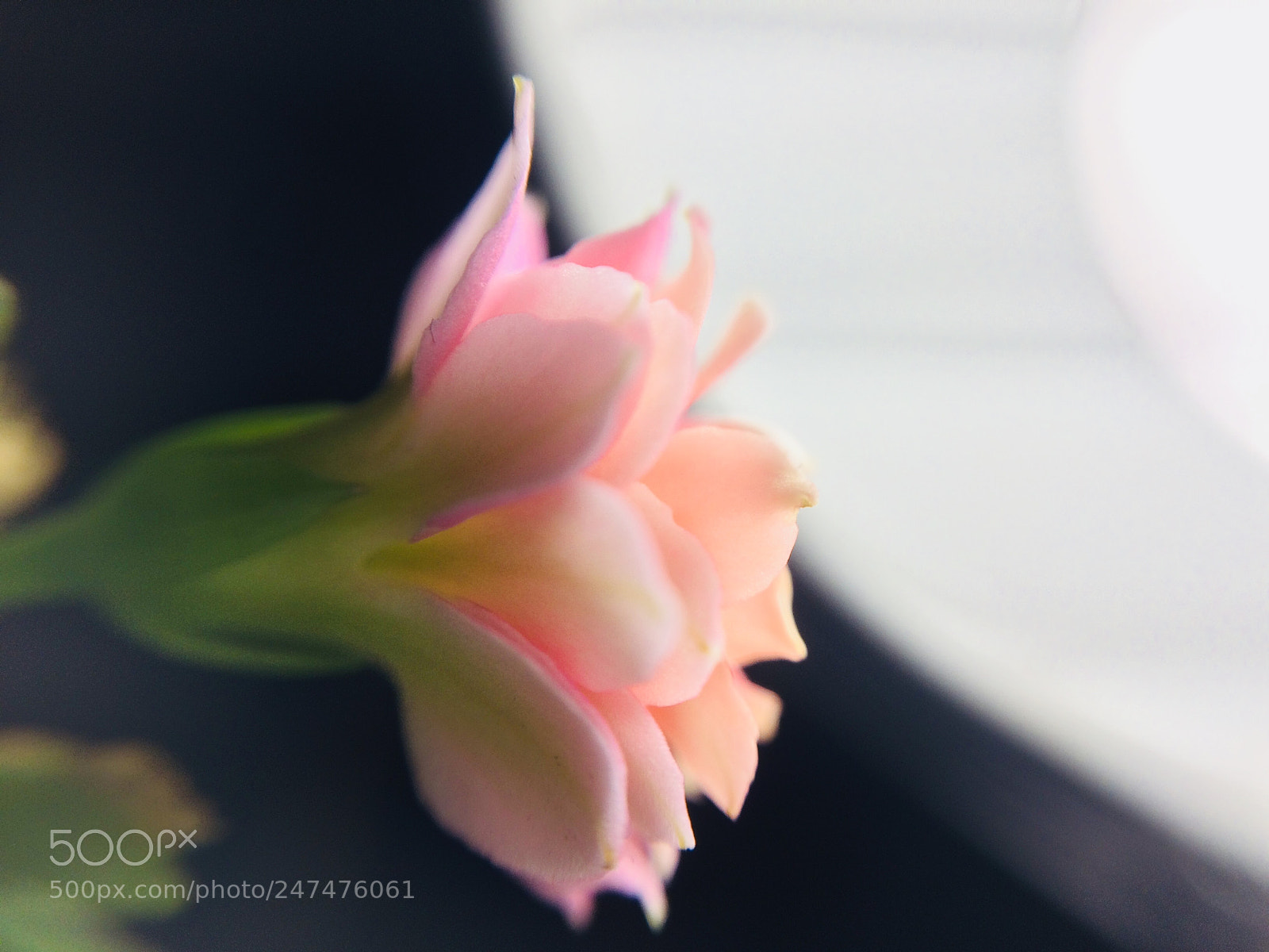 Apple iPhone 5s sample photo. Little beauty photography