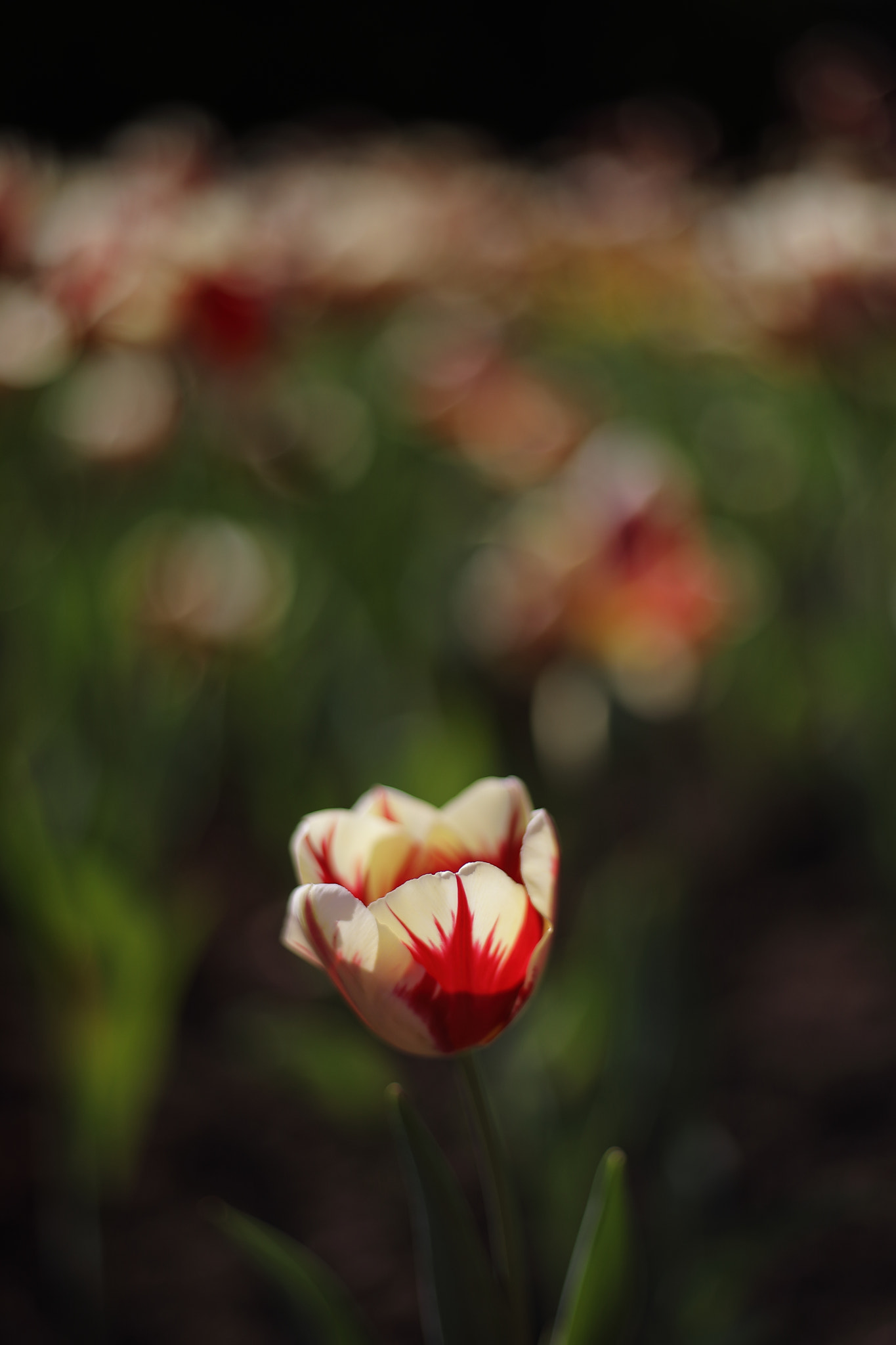 Canon 50mm sample photo. Tulip photography