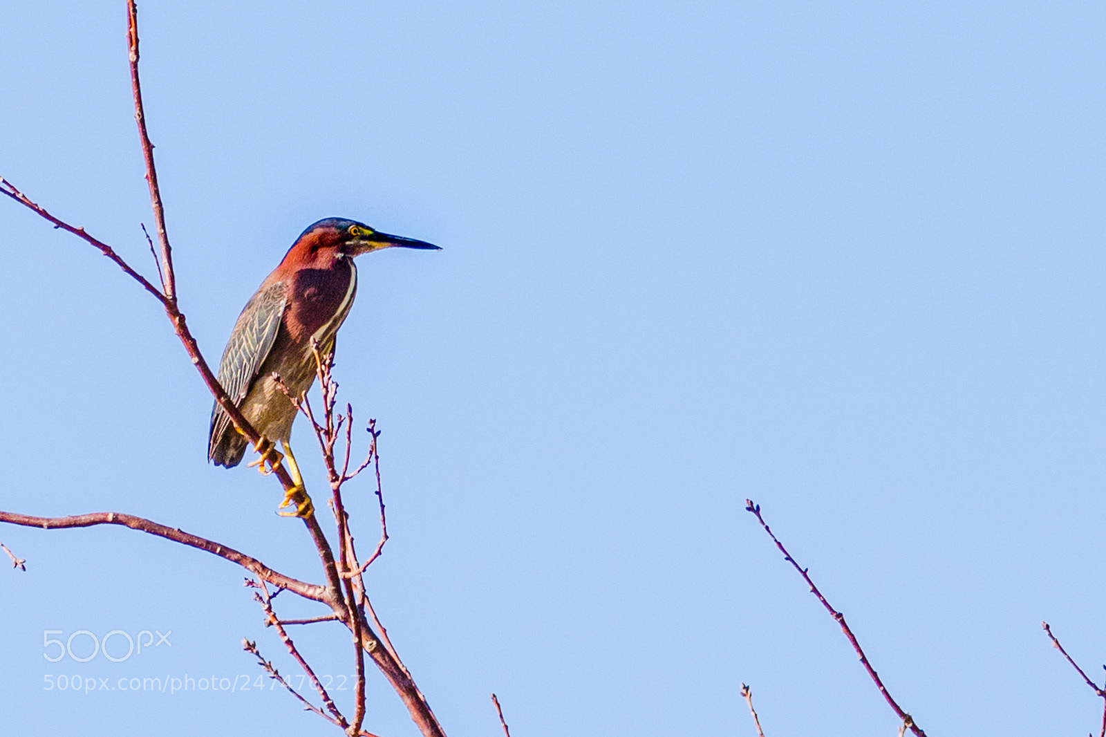 Canon EOS 7D Mark II sample photo. Green heron resting and photography