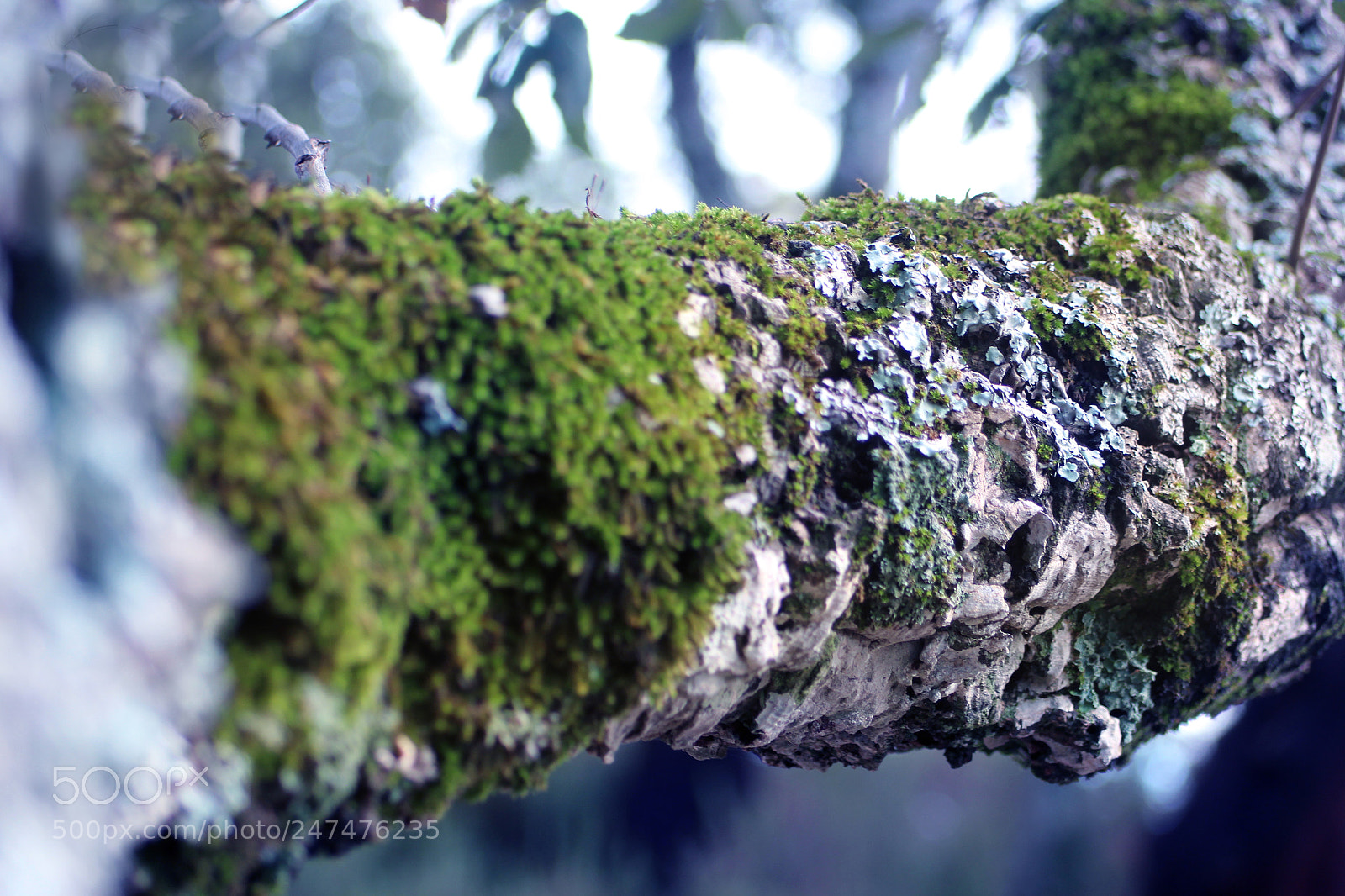 Canon EOS 700D (EOS Rebel T5i / EOS Kiss X7i) sample photo. Img photography