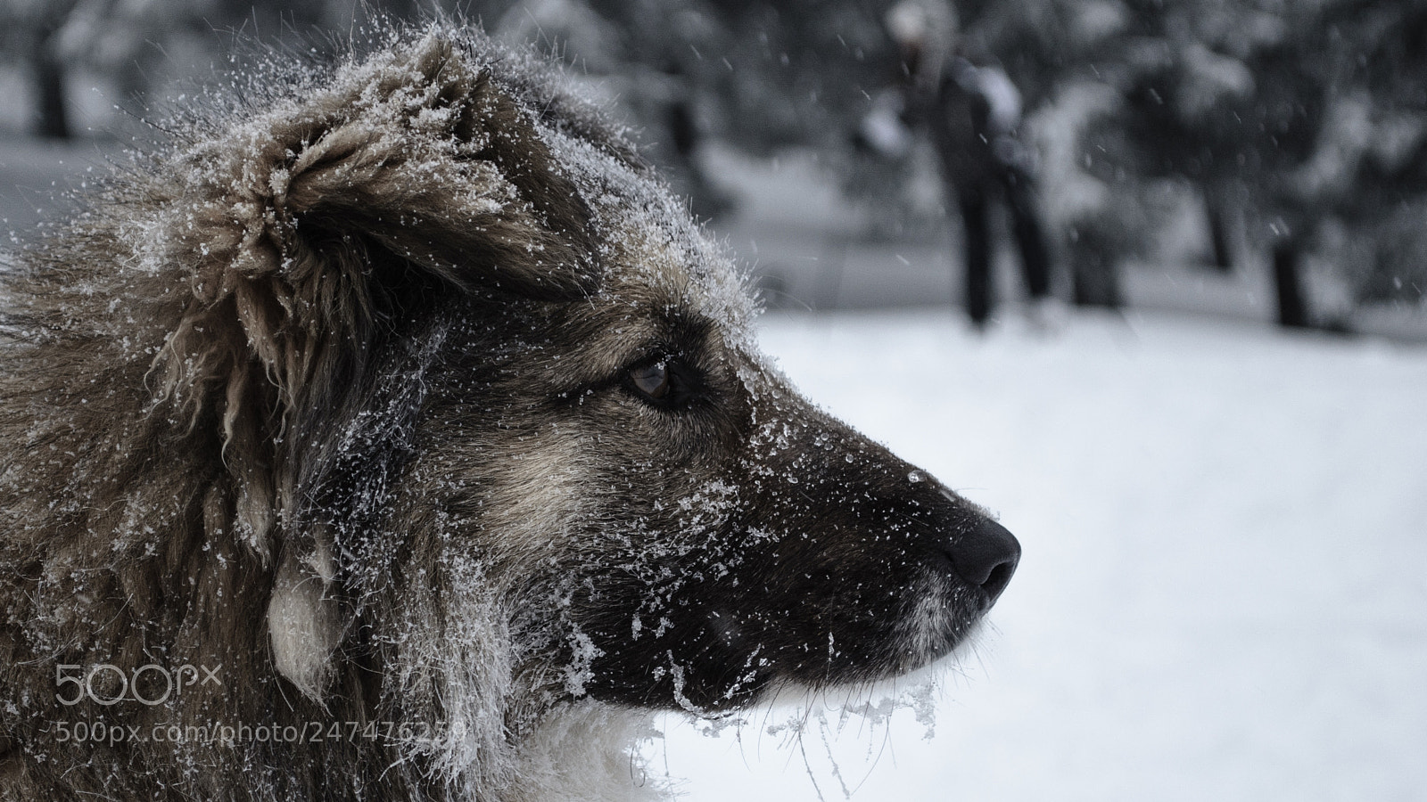 Nikon D5100 sample photo. Careful dog photography