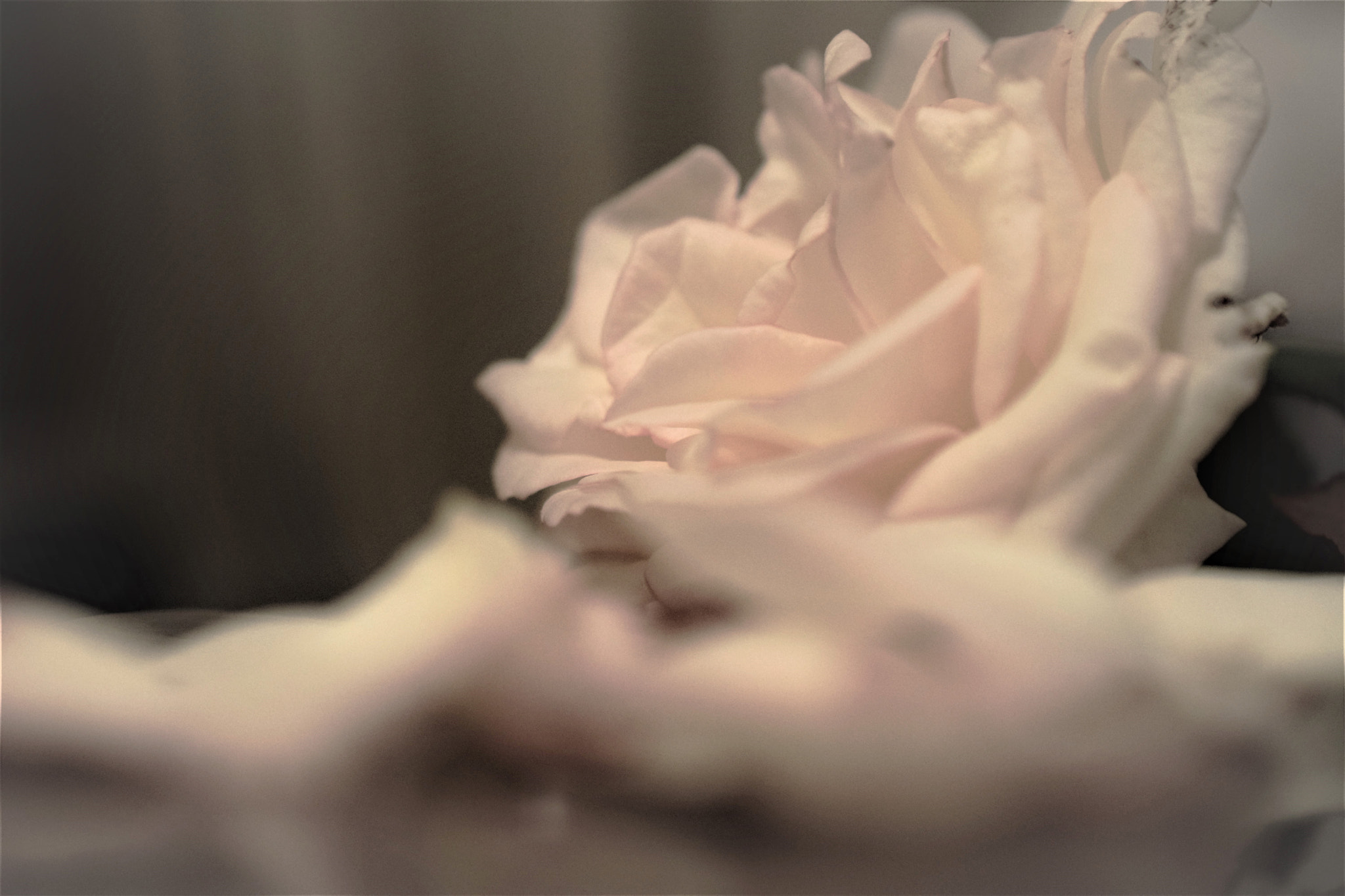 Nikon AF-S DX Micro Nikkor 40mm F2.8 sample photo. Rose photography