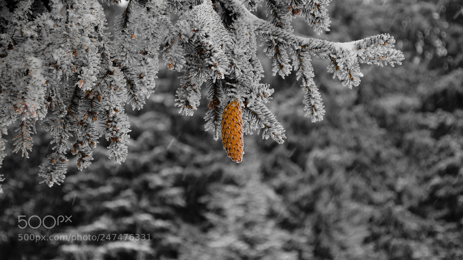 Nikon D5100 sample photo. The one photography