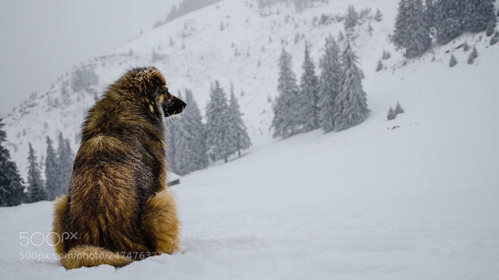 Nikon D5100 sample photo. The guard dog photography