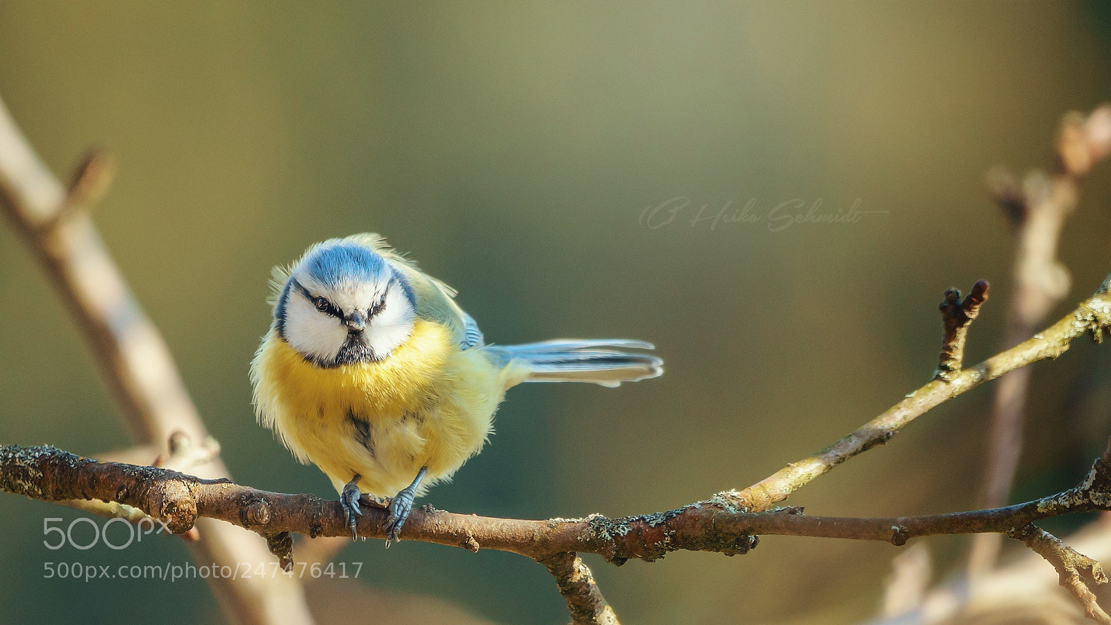 Sony a7 II sample photo. Die blaumeise | bluetit photography