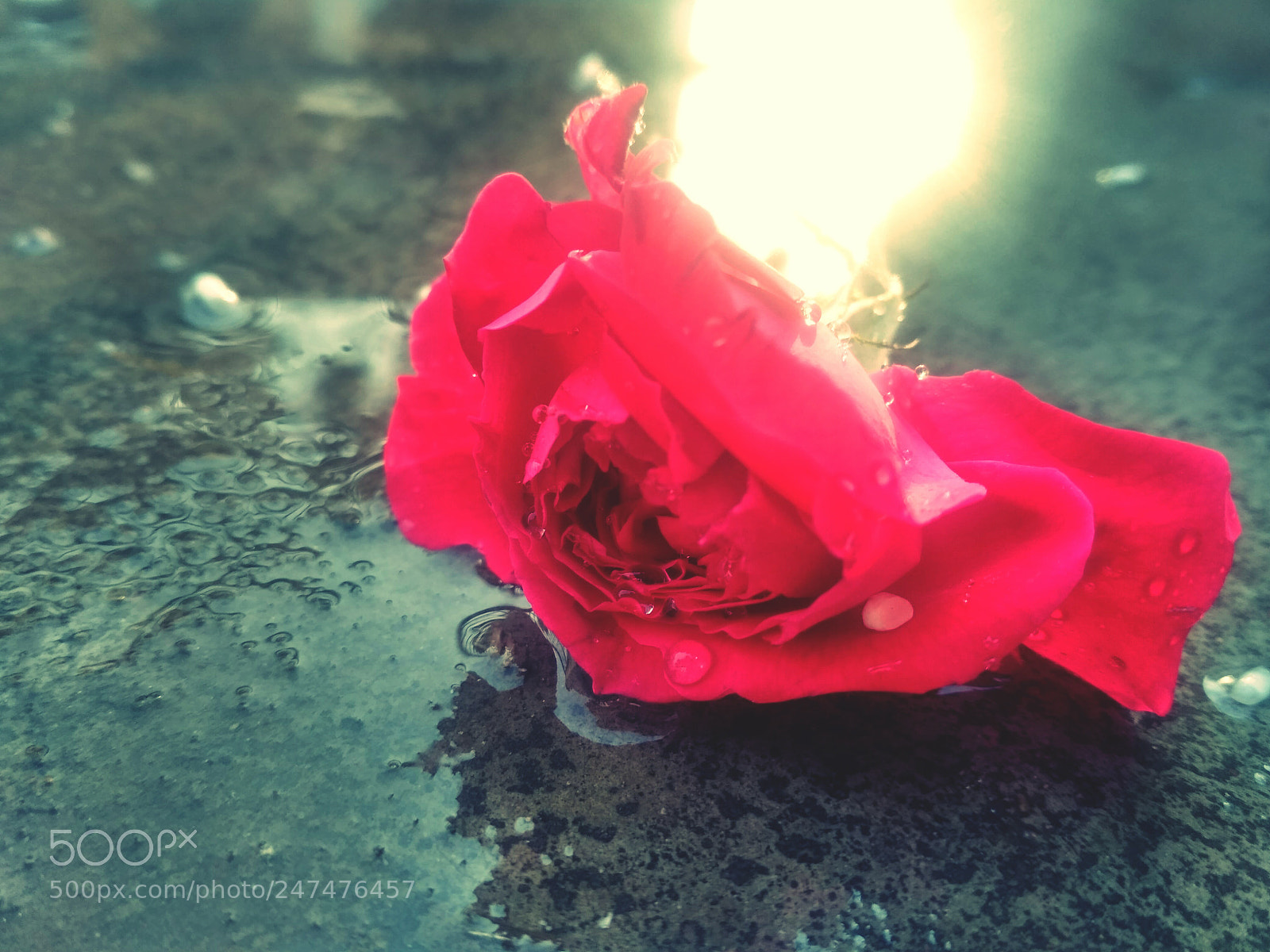 Xiaomi Redmi 3S sample photo. Flower photography
