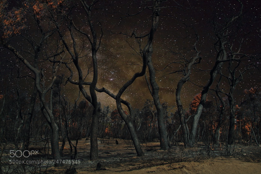 Fujifilm FinePix S3 Pro sample photo. Forest at night photography