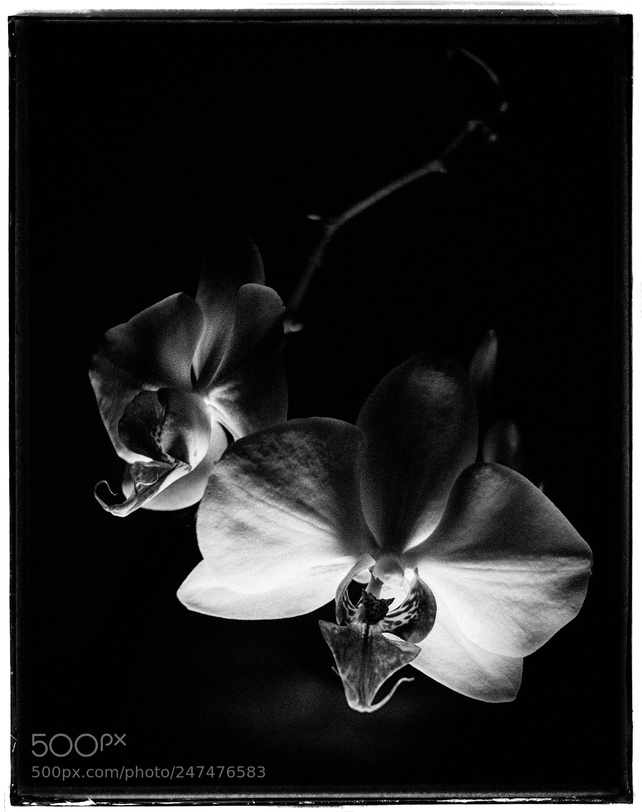 Sony Cyber-shot DSC-RX100 III sample photo. Dark orchid beauty photography