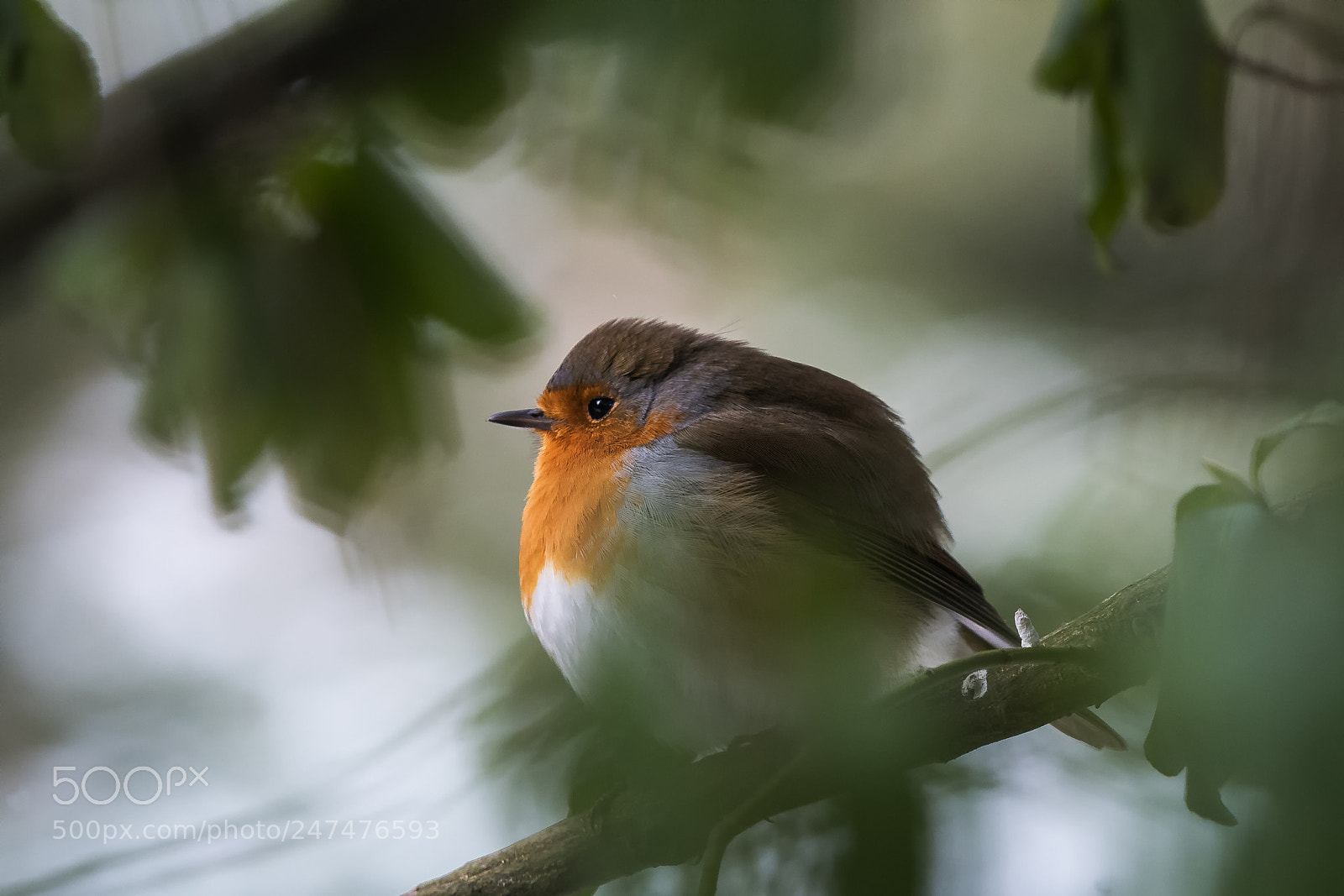 Nikon D500 sample photo. Robin photography
