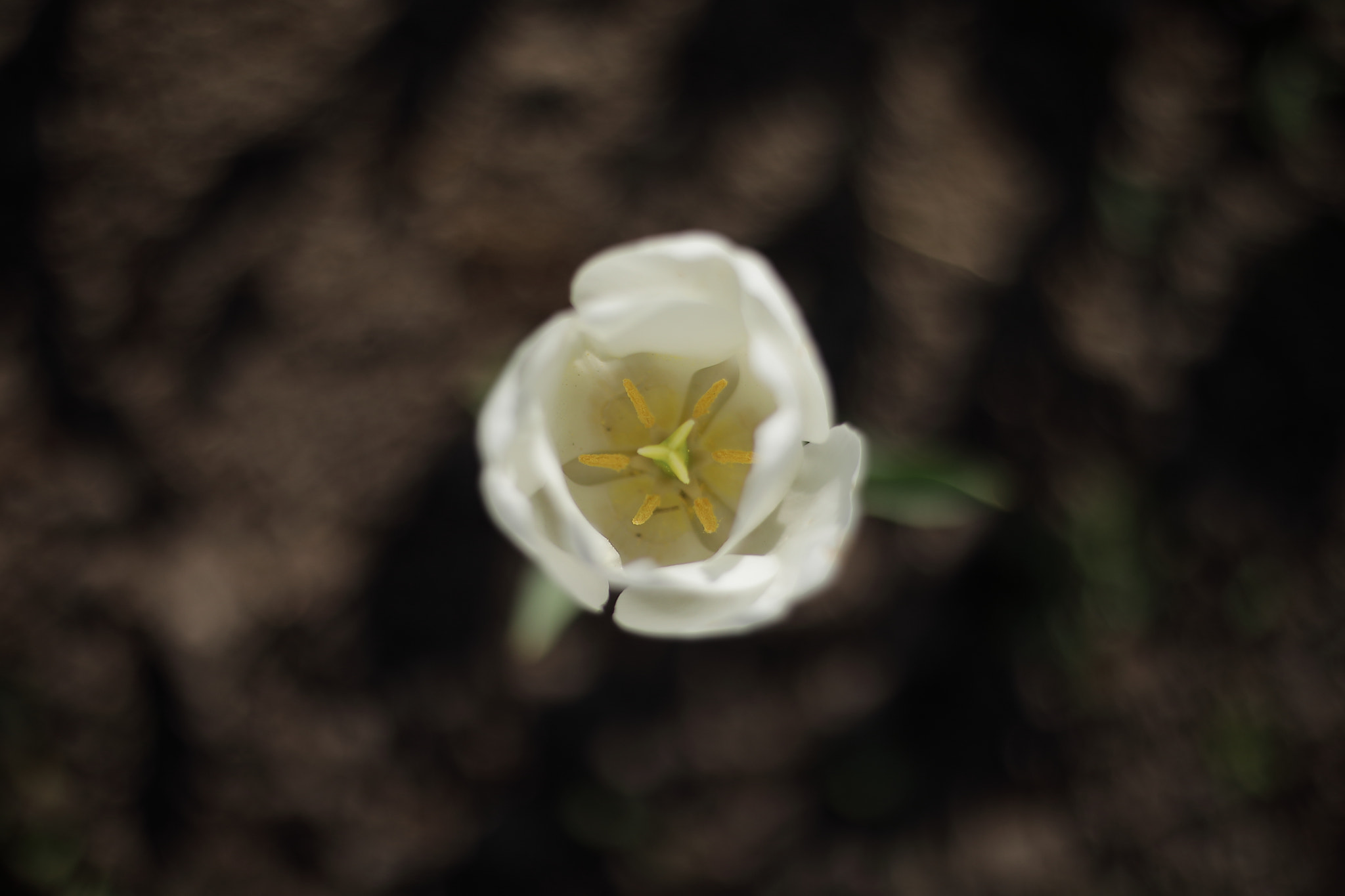 Canon 50mm sample photo. White tulip photography