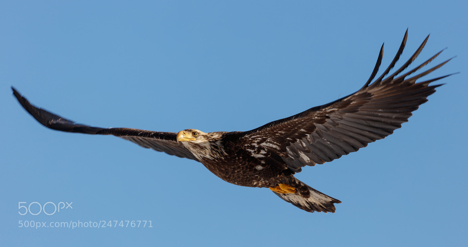 Canon EOS 5DS R sample photo. Wings photography