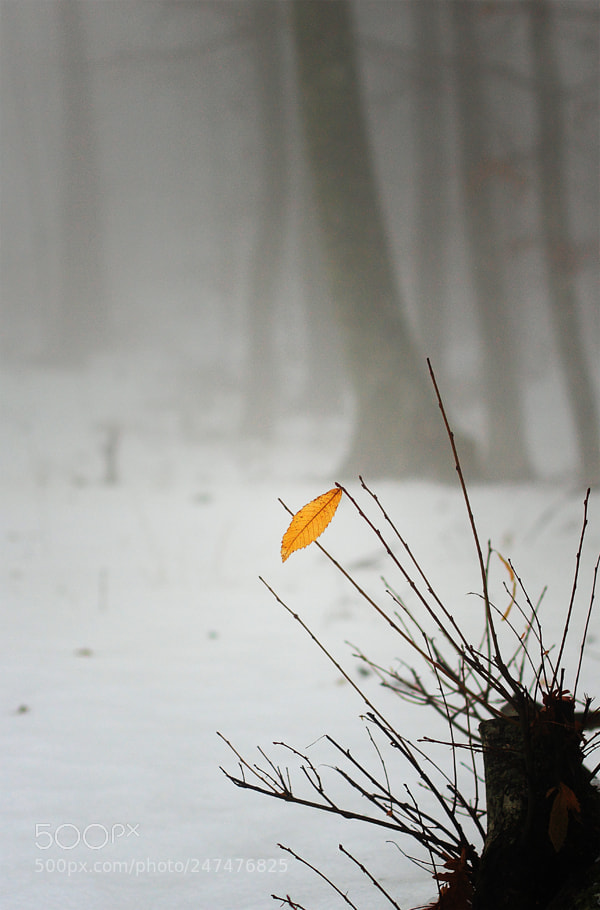 Canon EOS 7D sample photo. Holomonta photography