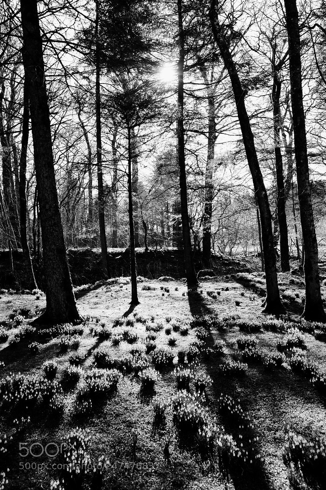 Fujifilm X-T20 sample photo. Forest of snowdrops photography