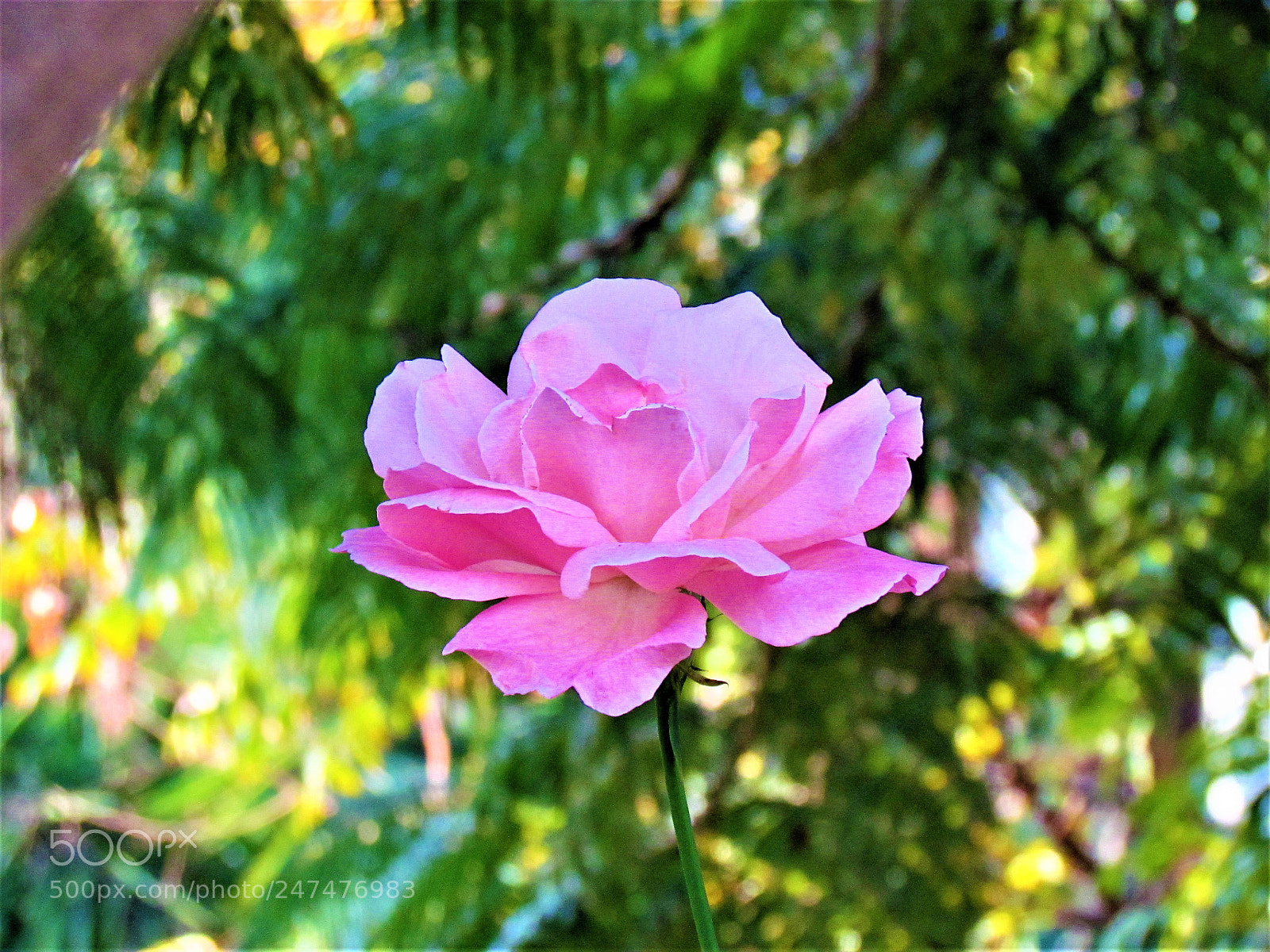 Canon PowerShot SX30 IS sample photo. Pink flower photography