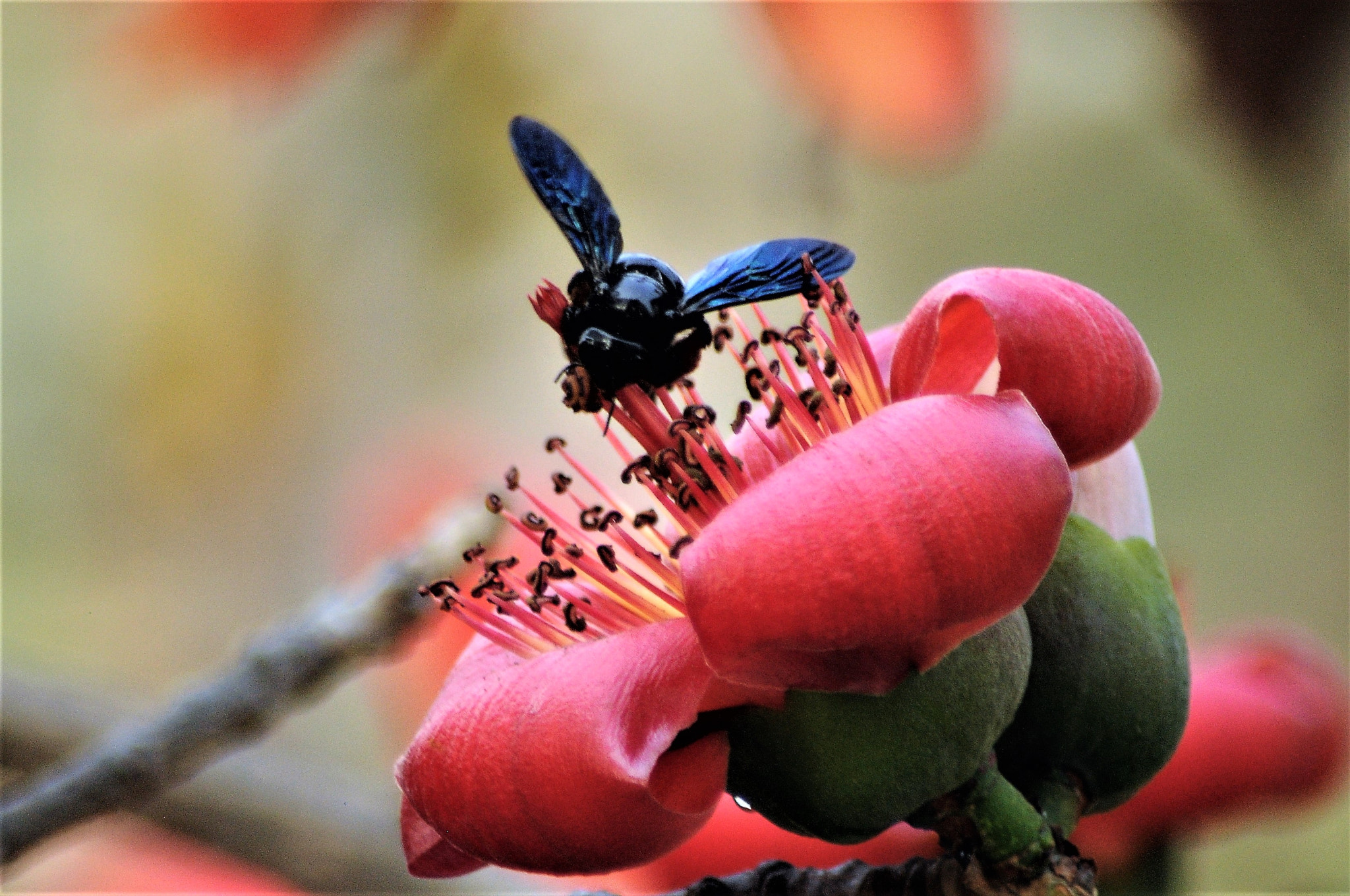 AF Zoom-Nikkor 70-300mm f/4-5.6D ED sample photo. Bee on flower photography