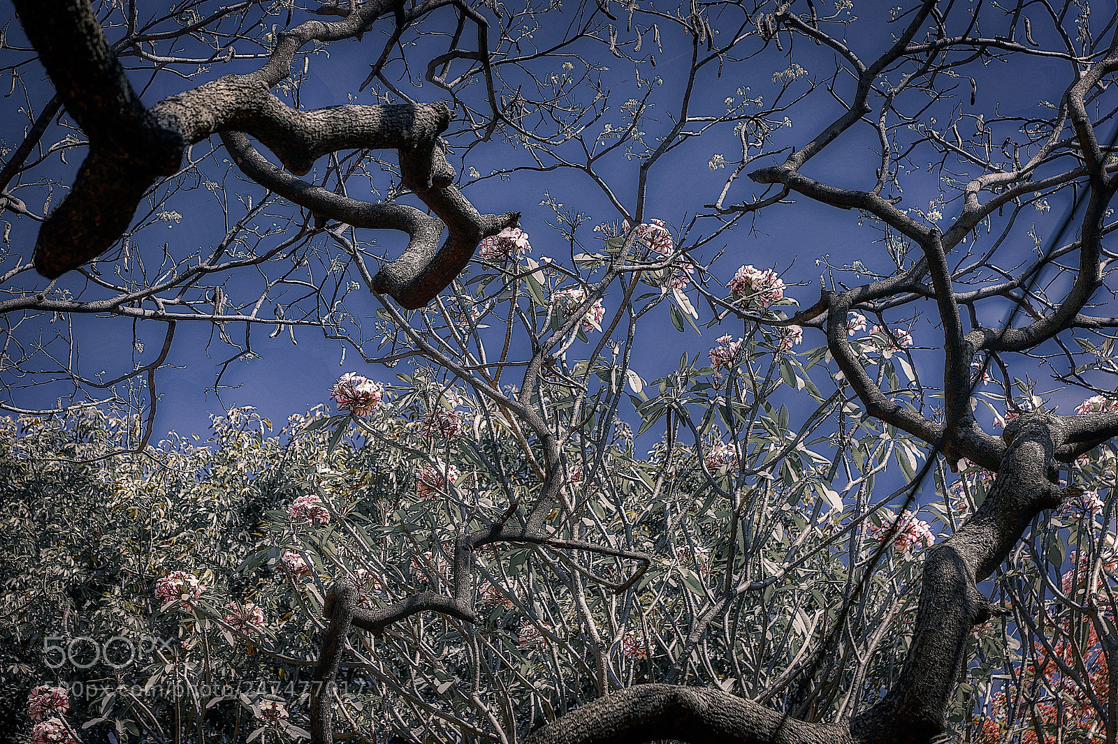 Canon EOS 6D Mark II sample photo. Reaching upwards photography