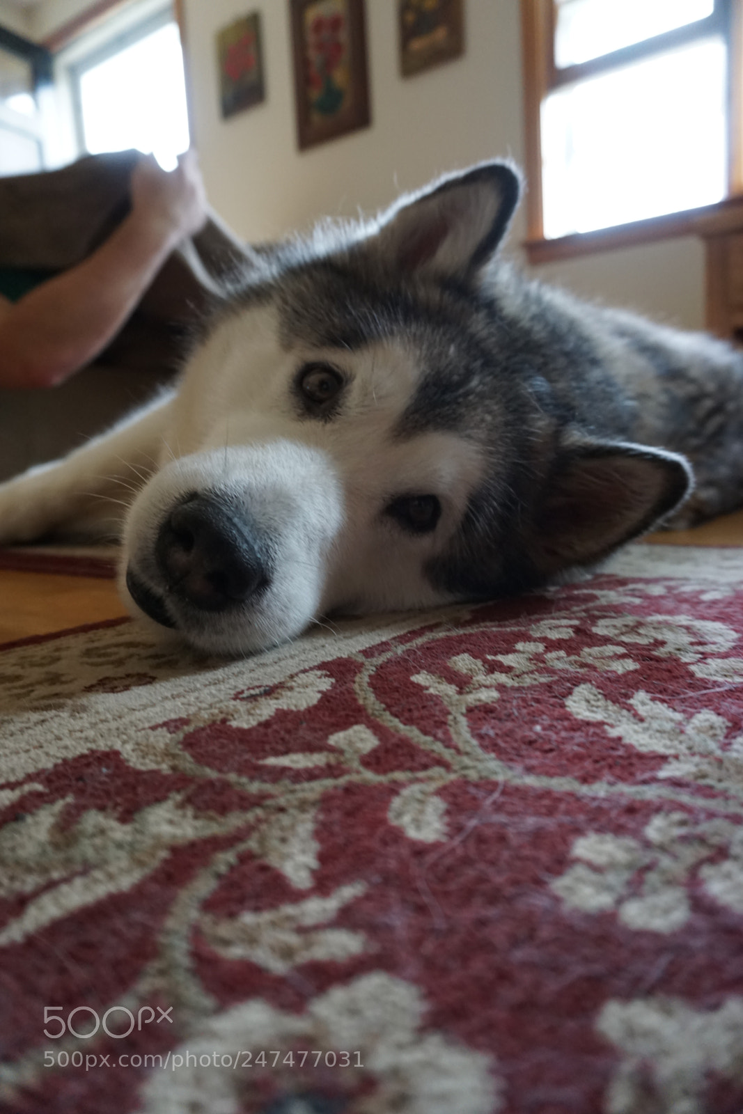Sony a5100 sample photo. Lazy day photography