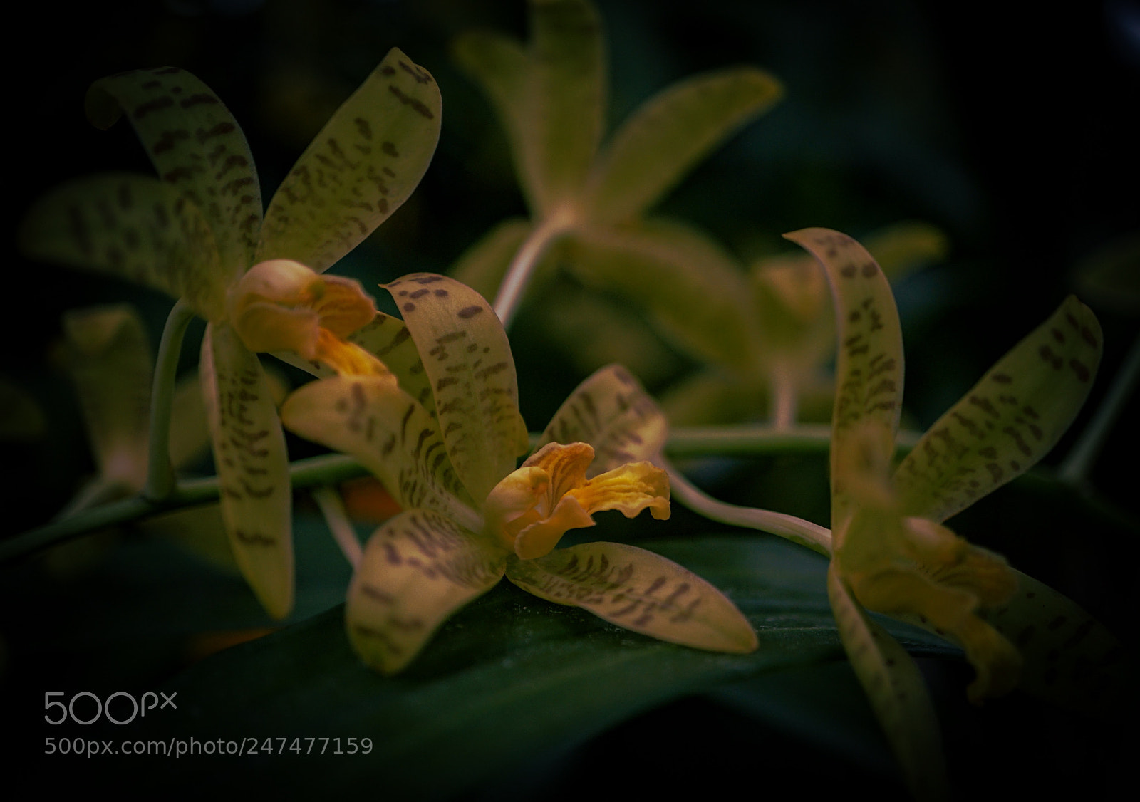 Sony a7 II sample photo. Orchid 03 photography