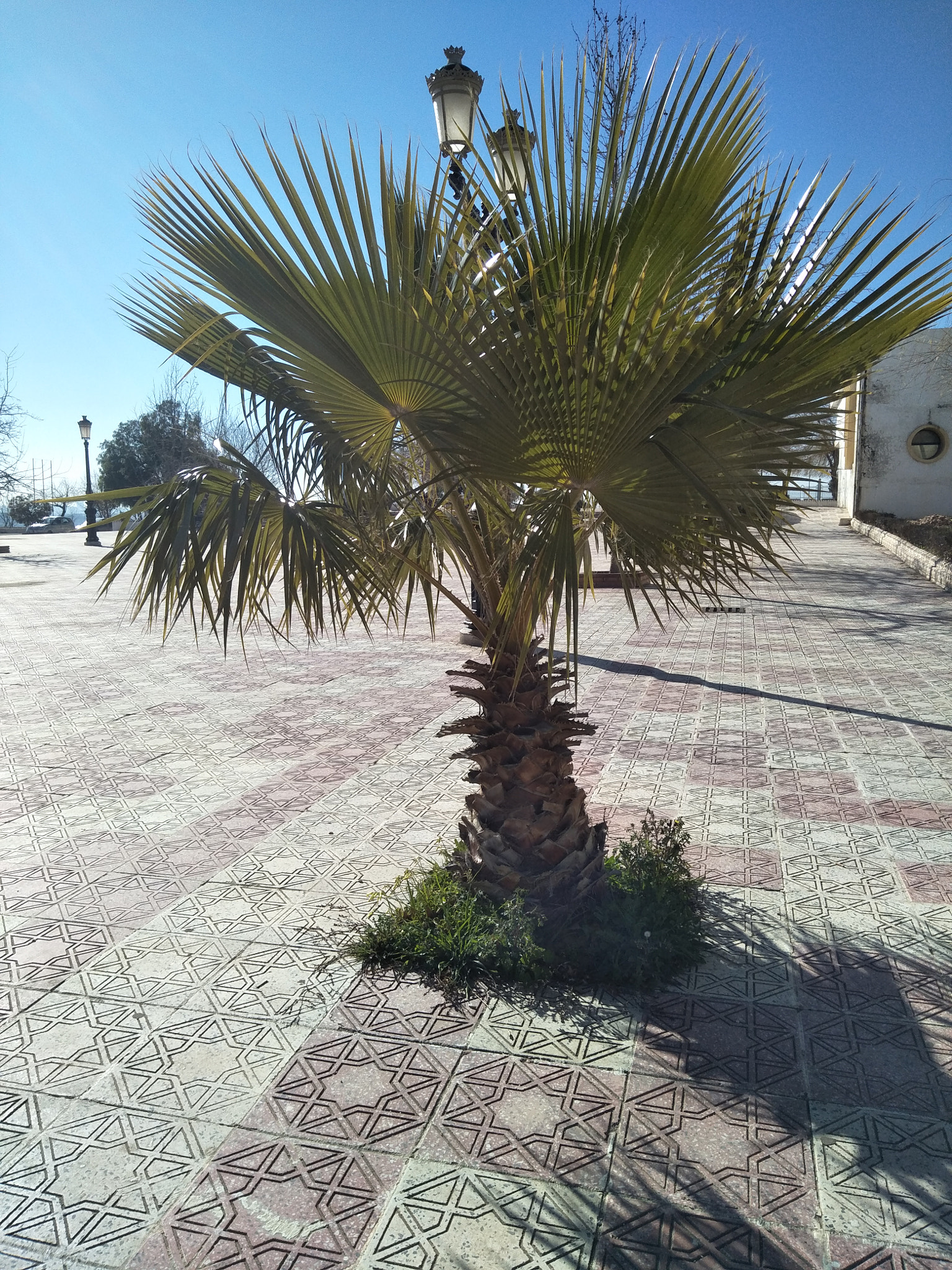 OPPO CPH1701 sample photo