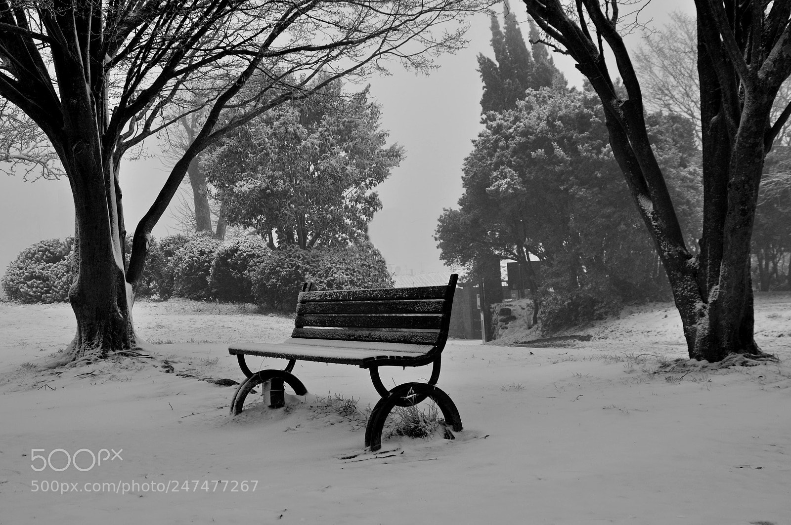 Nikon D90 sample photo. Neve in parco photography