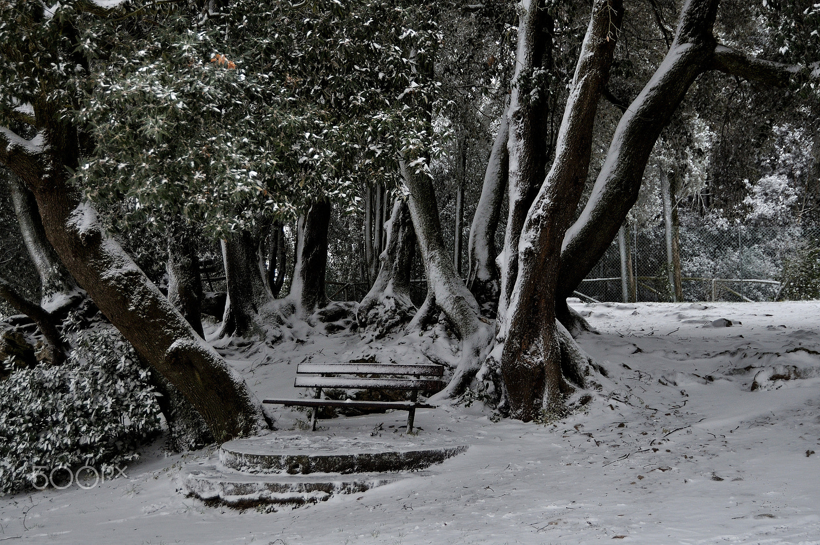 Nikon D90 sample photo. Neve in parco - panchina sotto i lecci photography