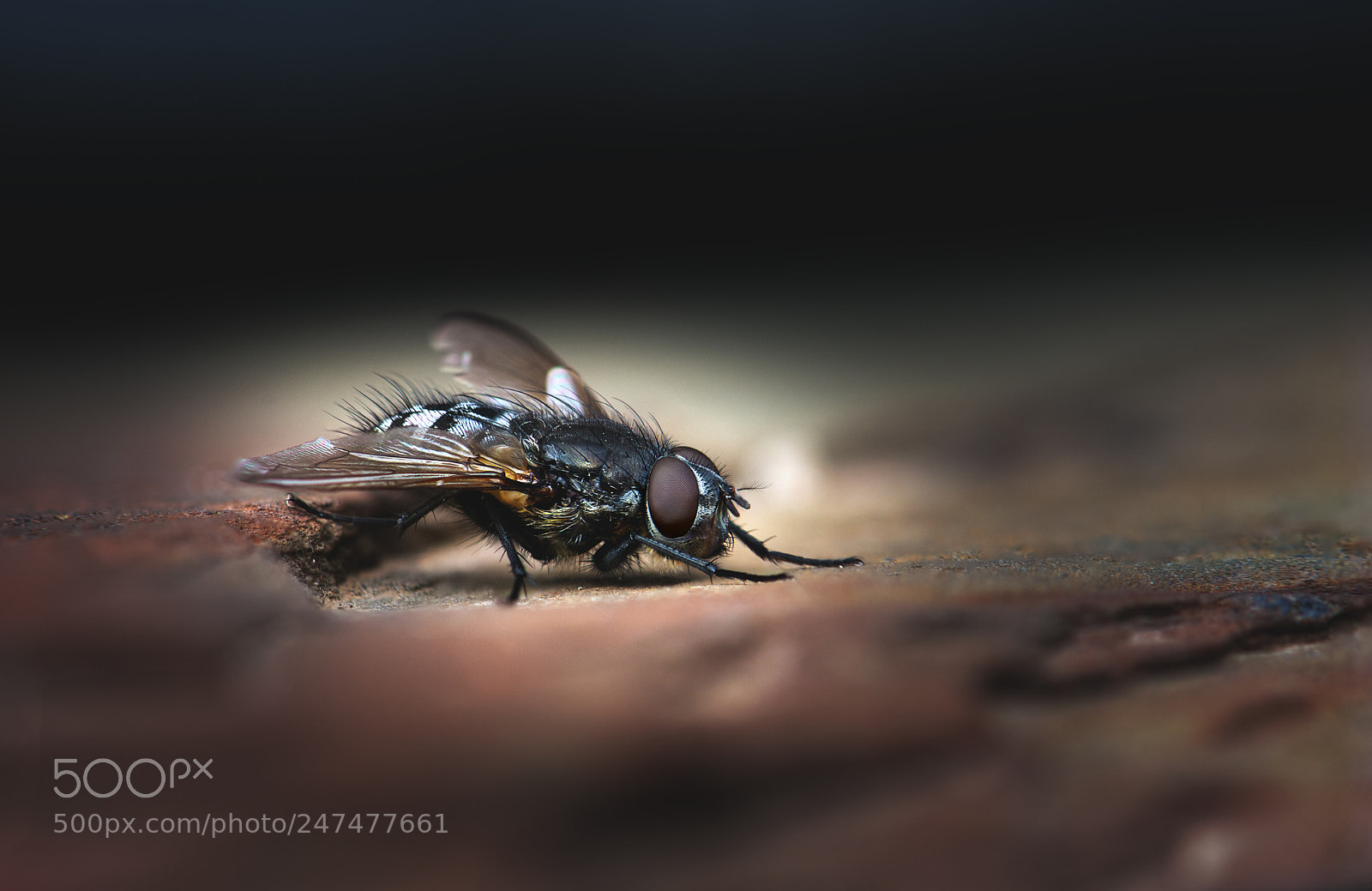 Nikon D7200 sample photo. Fly photography