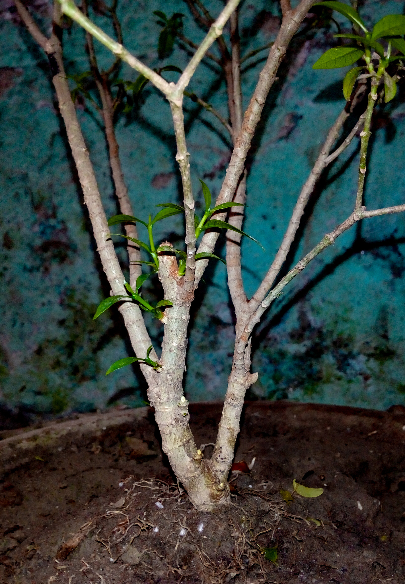 Symphony R100 sample photo. Tree photography