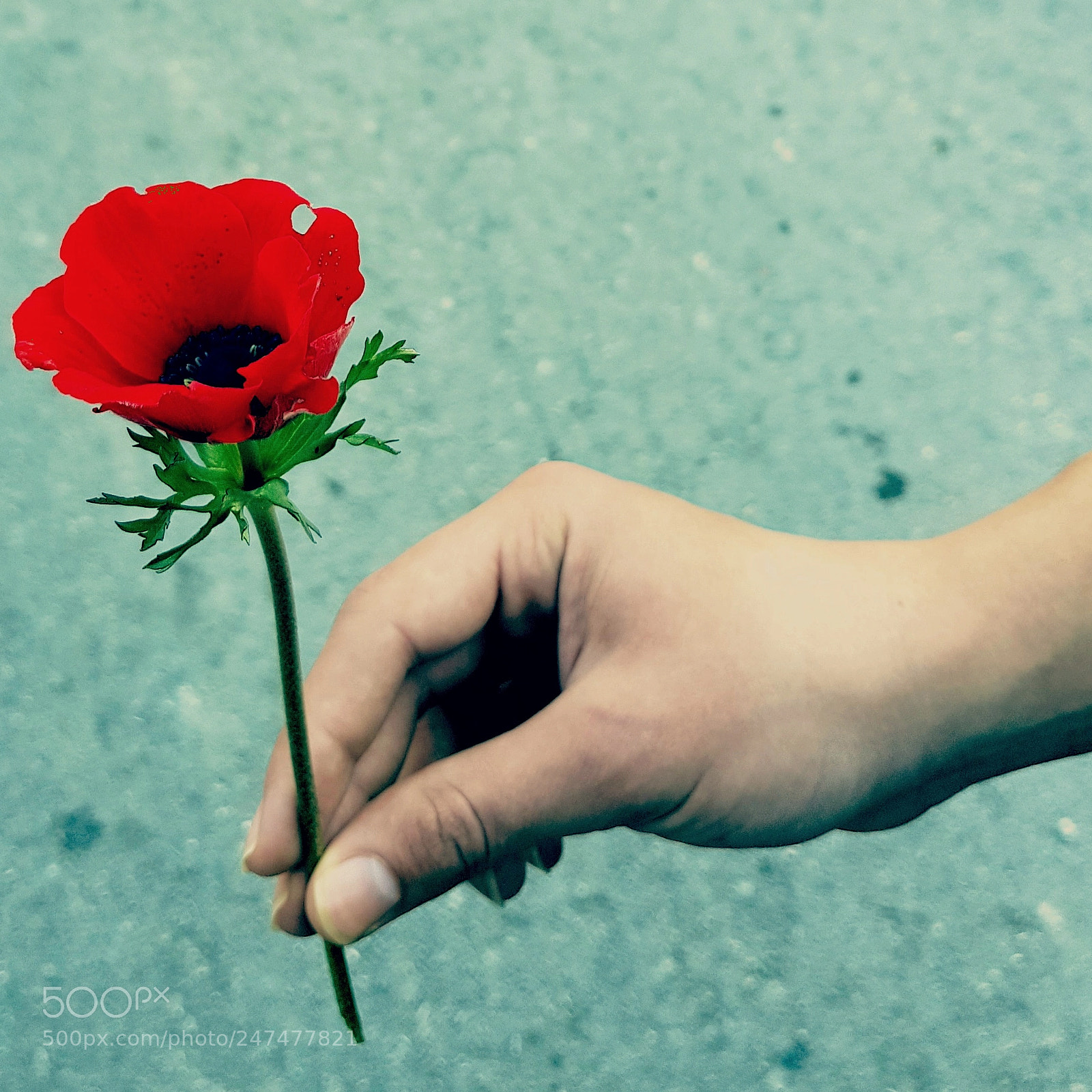 Samsung Galaxy S8 sample photo. The rose of love photography
