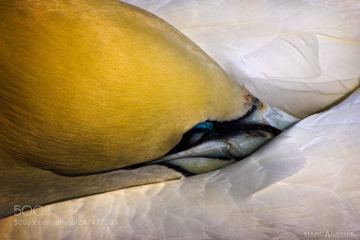 Pentax K-3 sample photo. Sleeping gannet photography