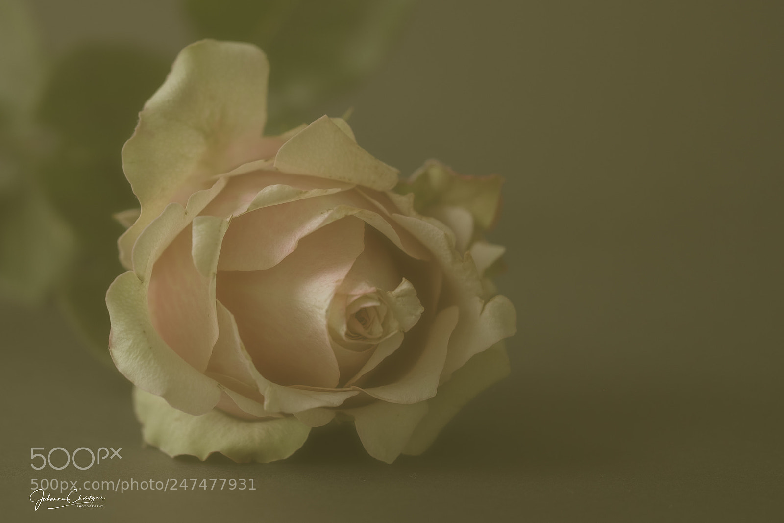 Fujifilm X-T20 sample photo. Rose - vintage-style photography