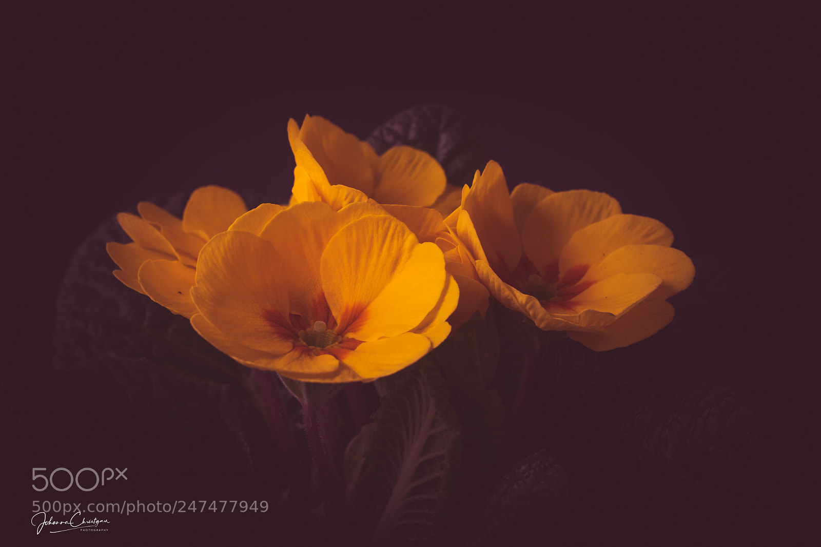 Fujifilm X-T20 sample photo. Primel - primrose photography