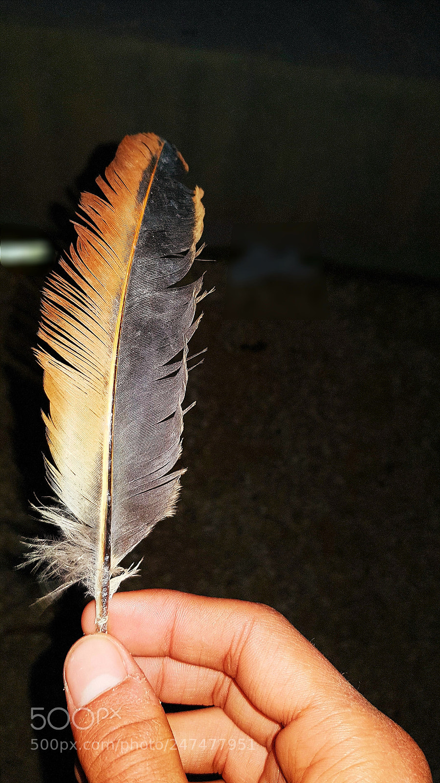 Samsung Galaxy S8 sample photo. Feather photography