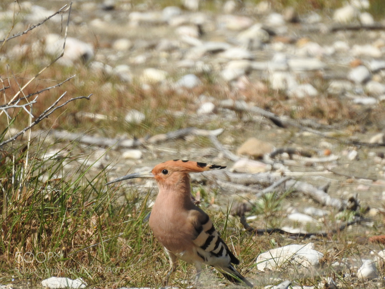 Nikon Coolpix P900 sample photo. Hoopoe photography