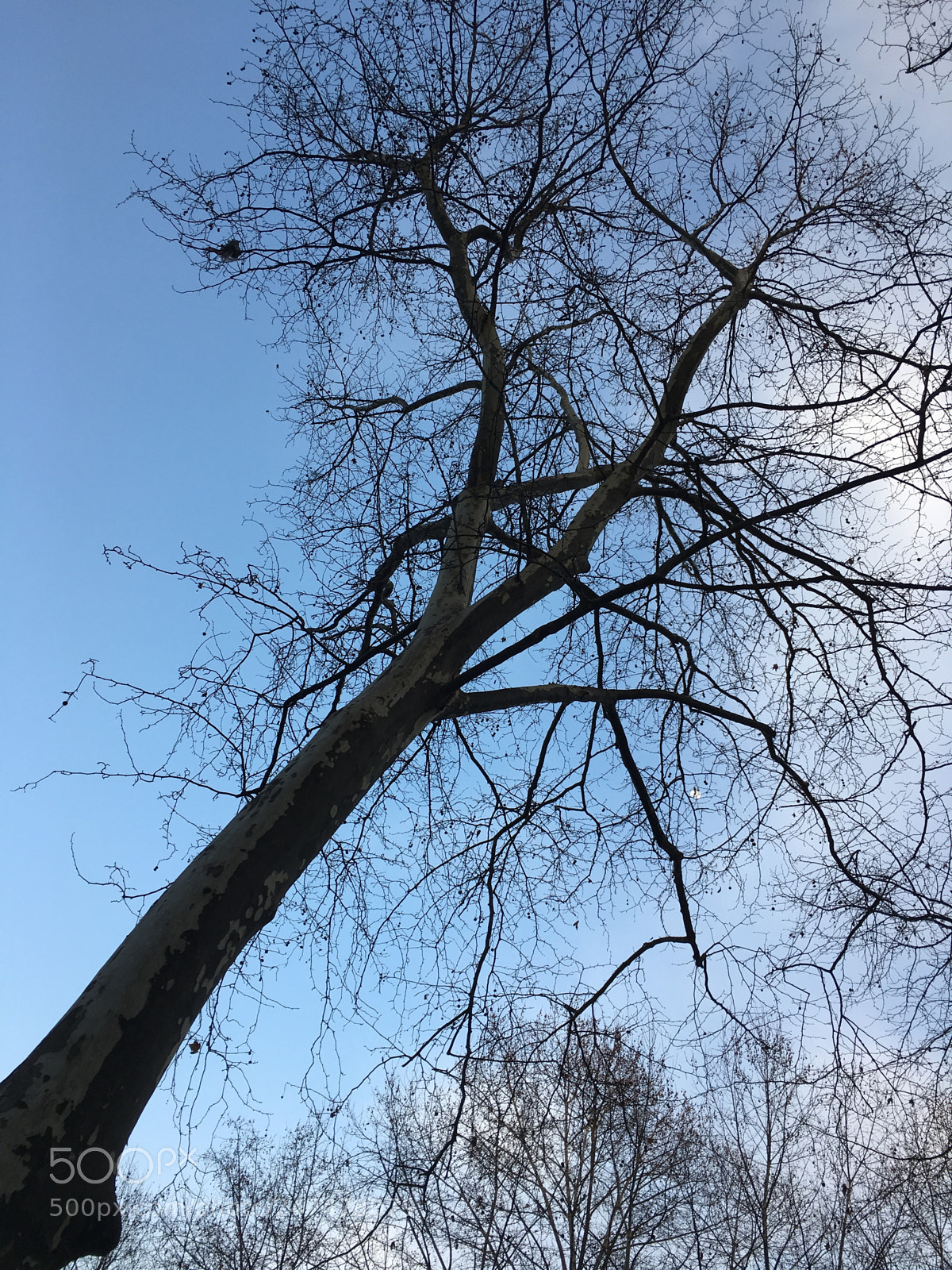 Apple iPhone 6s sample photo. Blue tree photography