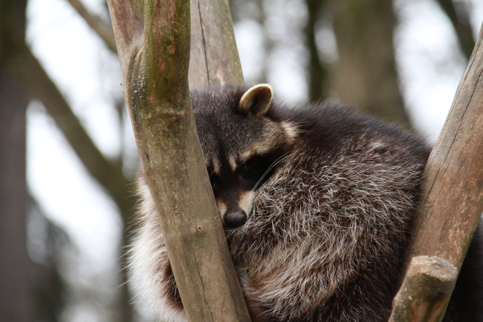 Canon EOS 7D + Sigma 18-200mm f/3.5-6.3 DC OS sample photo. Racoon photography