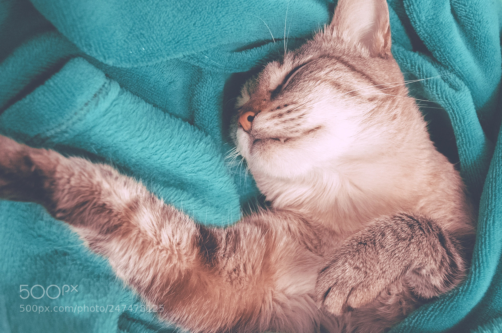 Nikon D3200 sample photo. The creation of... a photography
