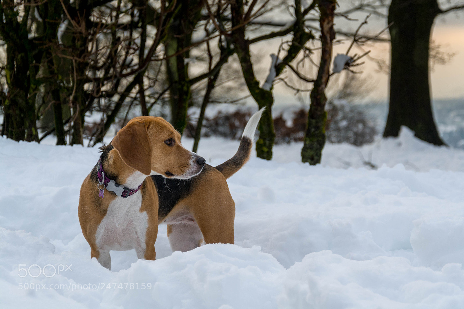 Nikon D7100 sample photo. Focused dog photography