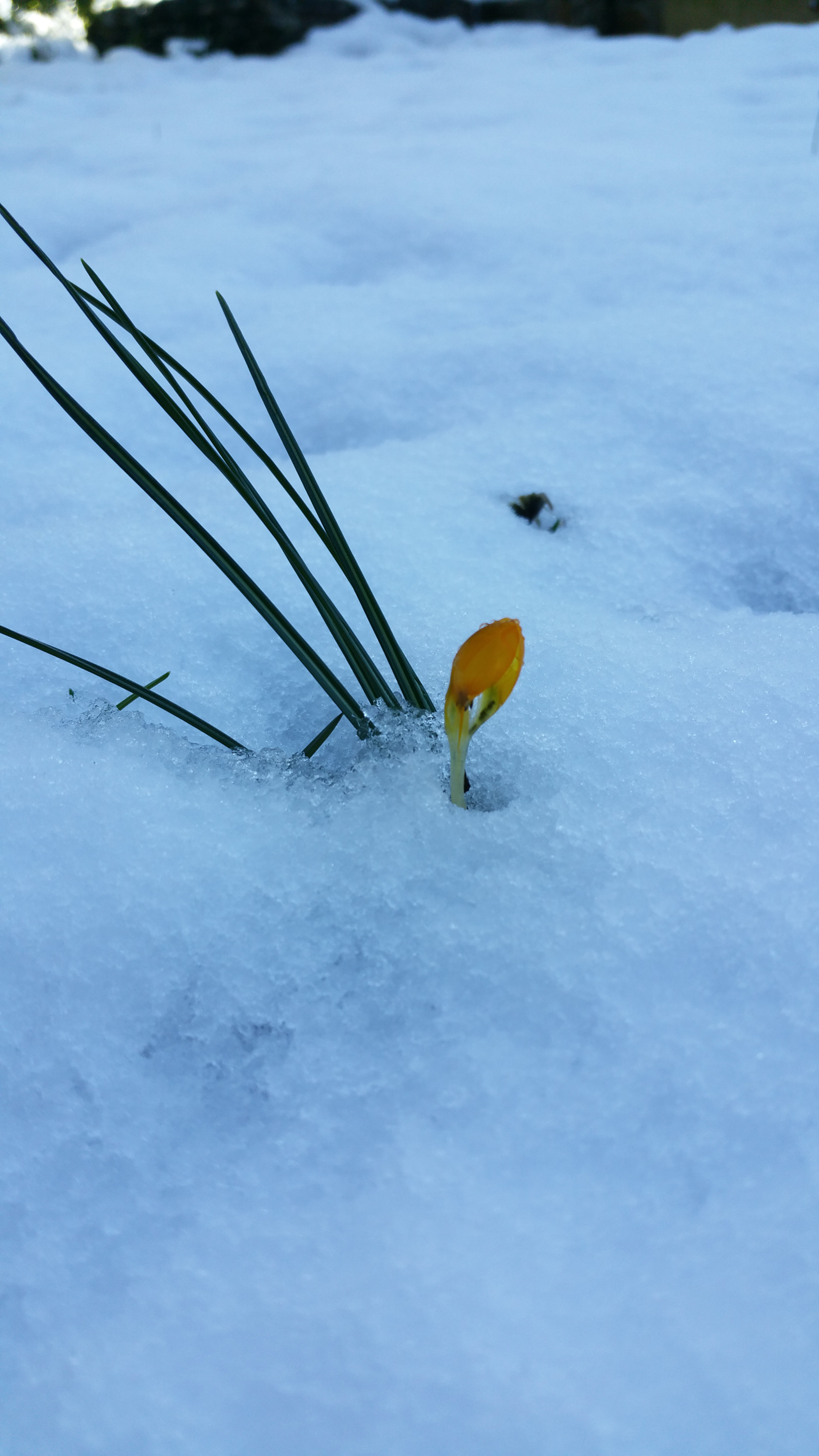 Samsung Galaxy S5 LTE-A sample photo. Poor little flower photography