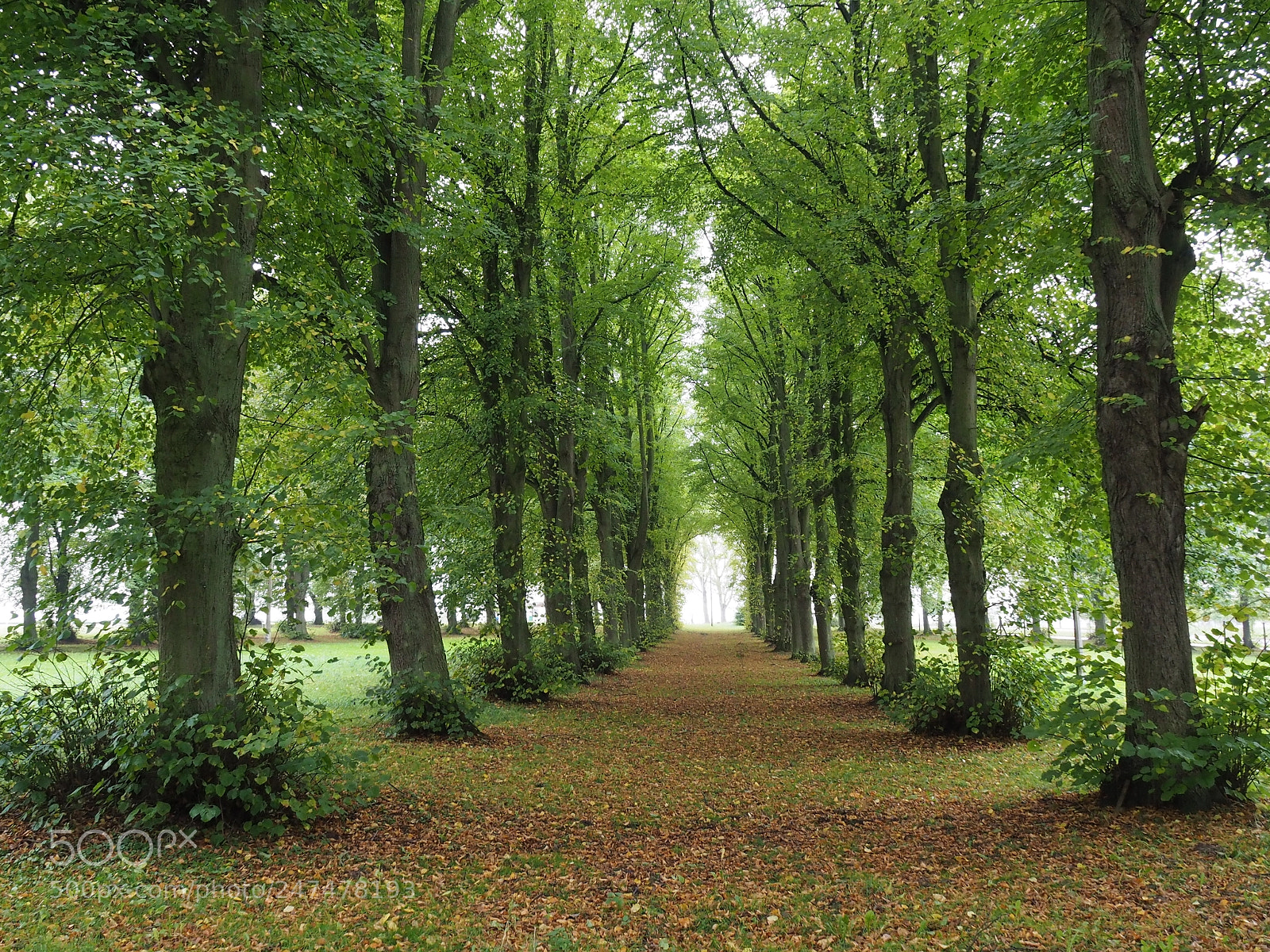 Olympus OM-D E-M5 II sample photo. Spaziergang im park photography