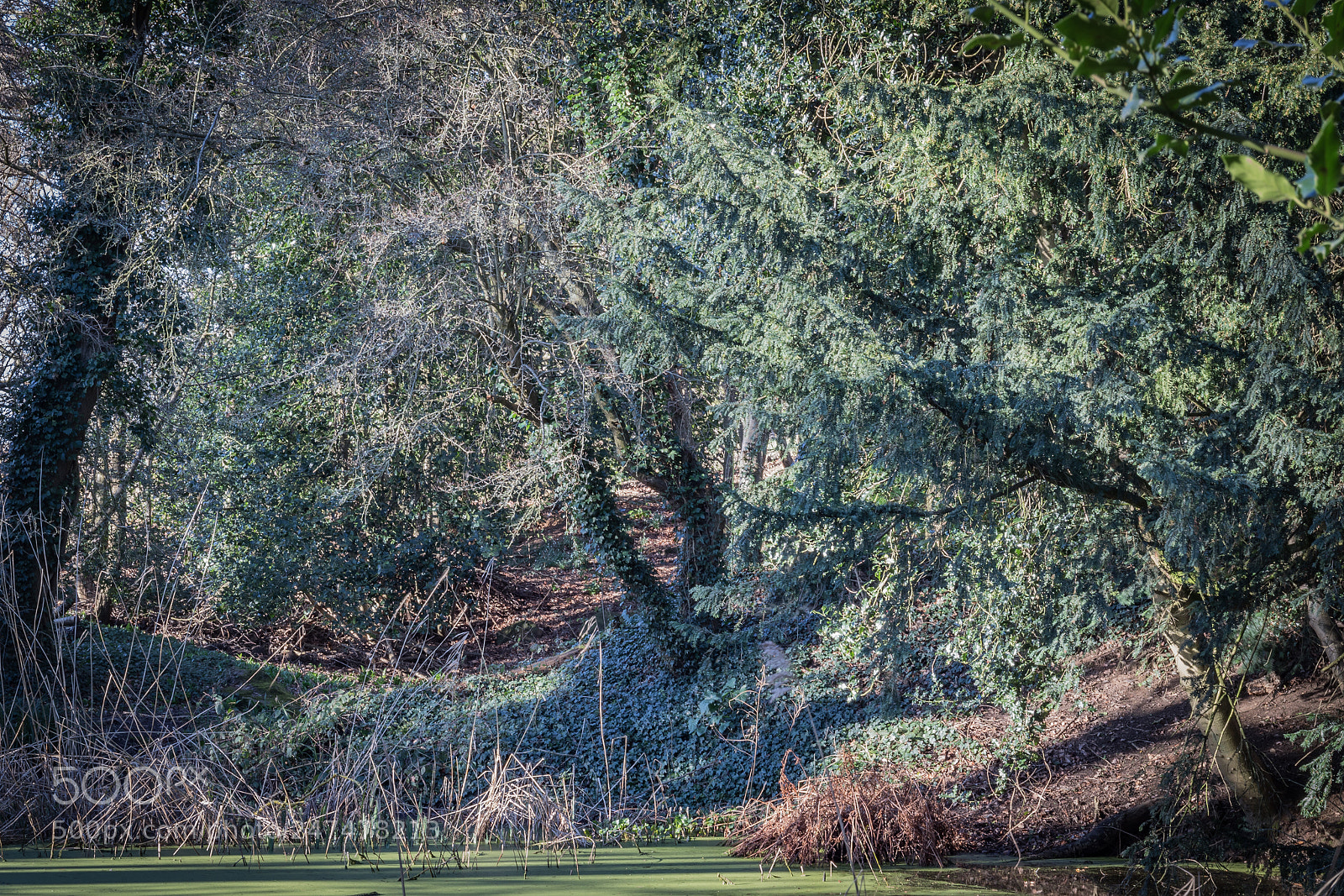 Canon EOS 7D Mark II sample photo. Warley place photography