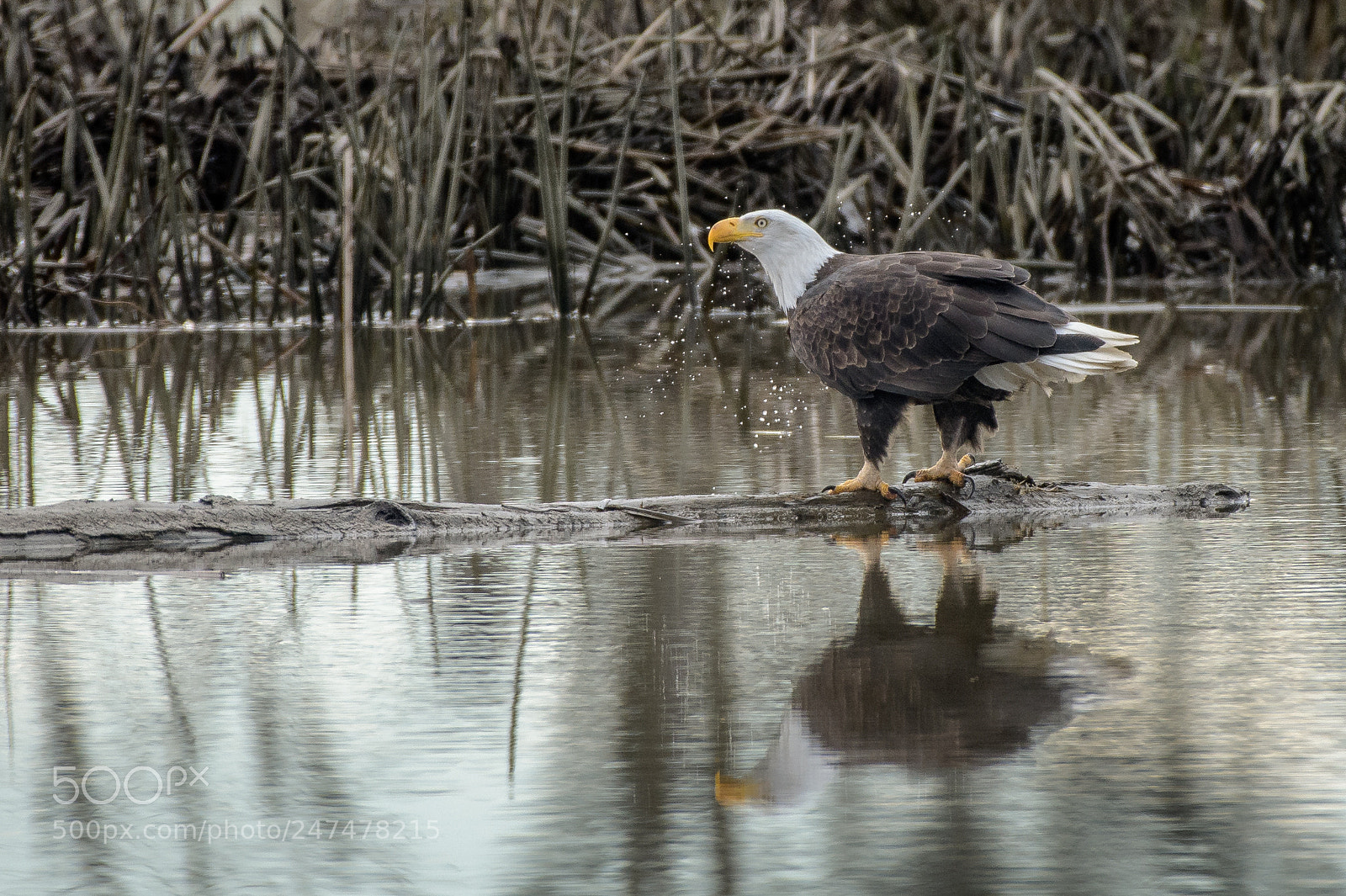 Nikon D850 sample photo. Stopping for a drink photography