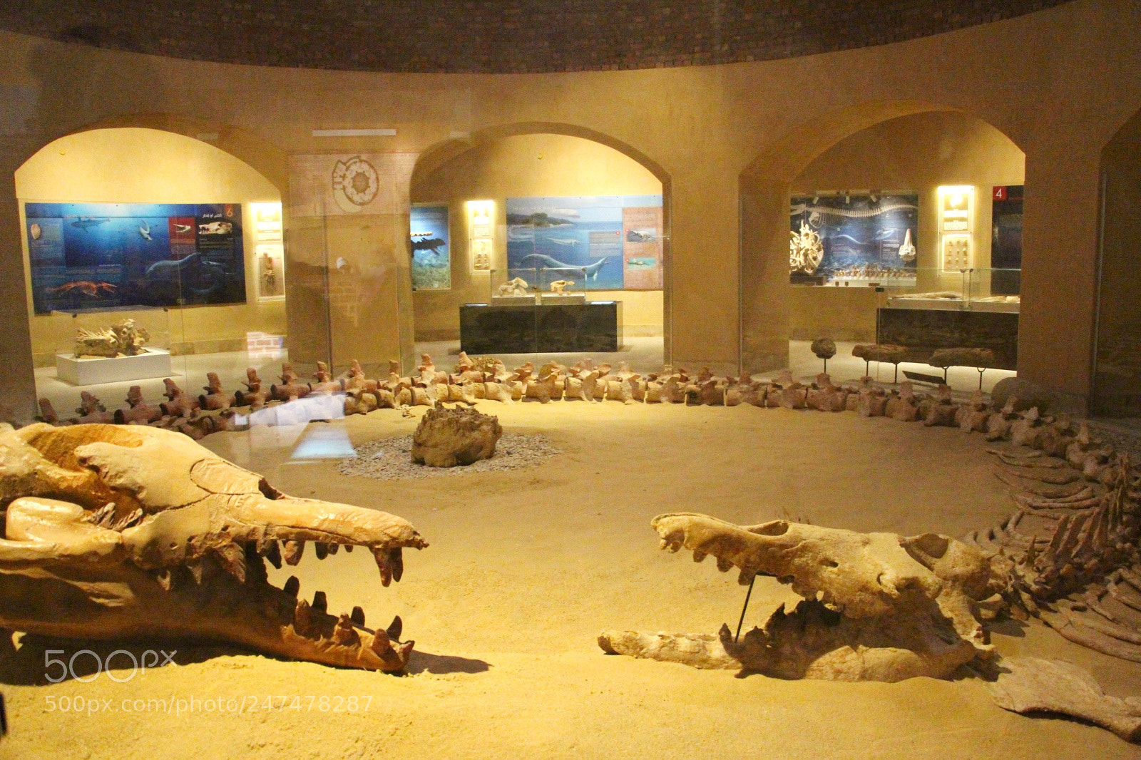 Canon EOS 700D (EOS Rebel T5i / EOS Kiss X7i) sample photo.  fossil museum  photography