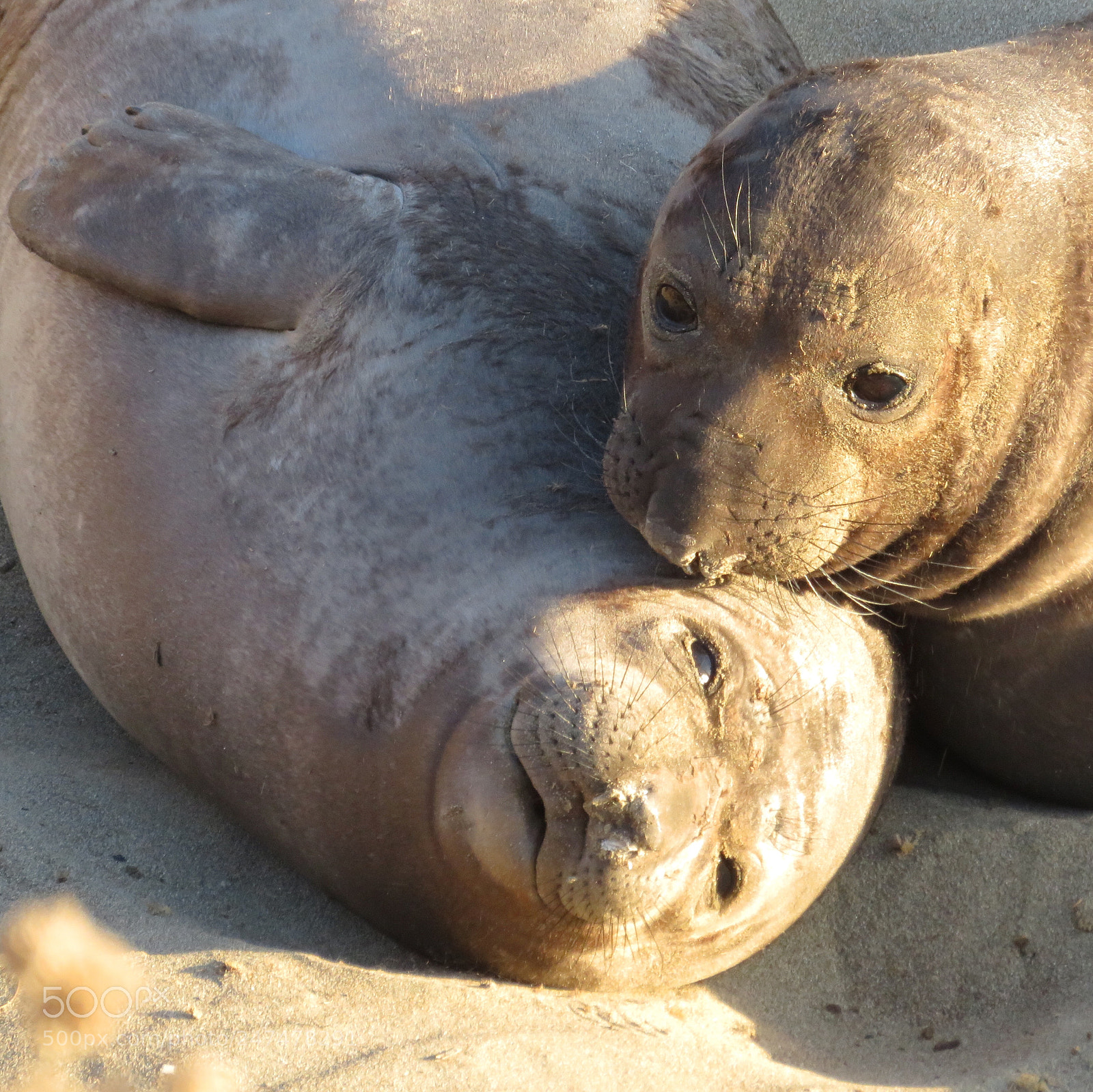 Canon PowerShot SX720 HS sample photo. Two weaners photography