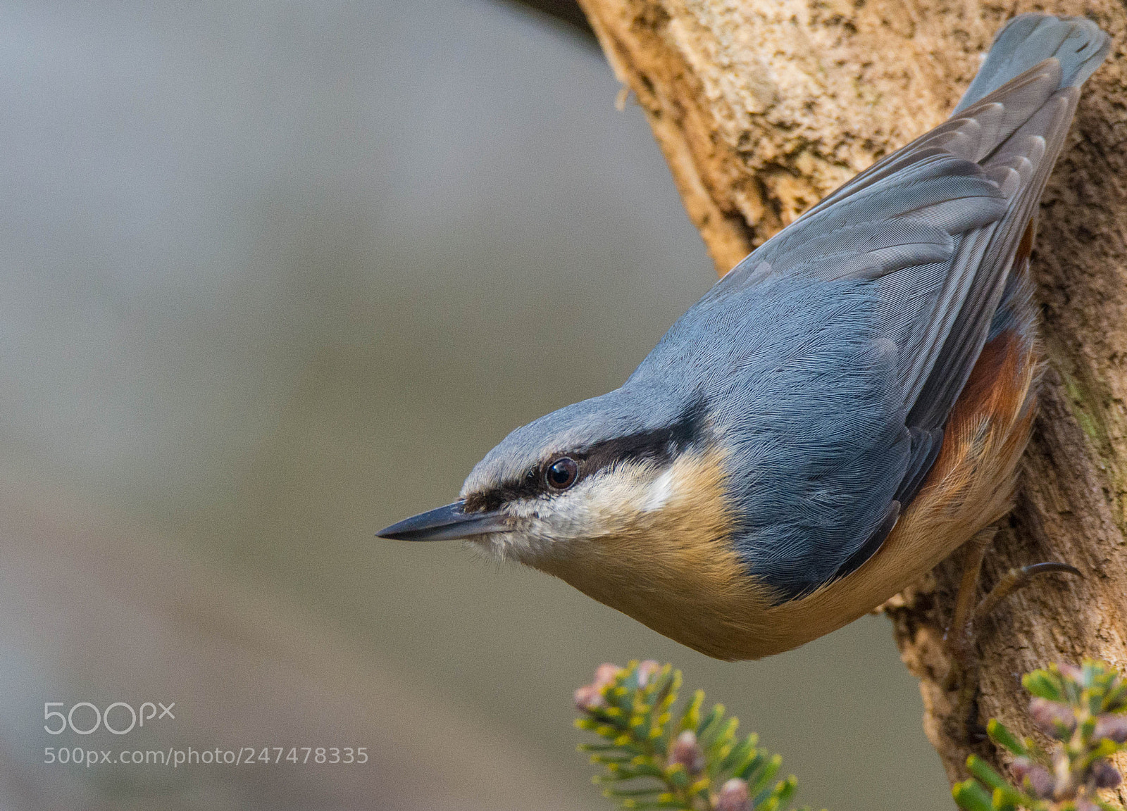 Nikon D7100 sample photo. Nuthatch photography